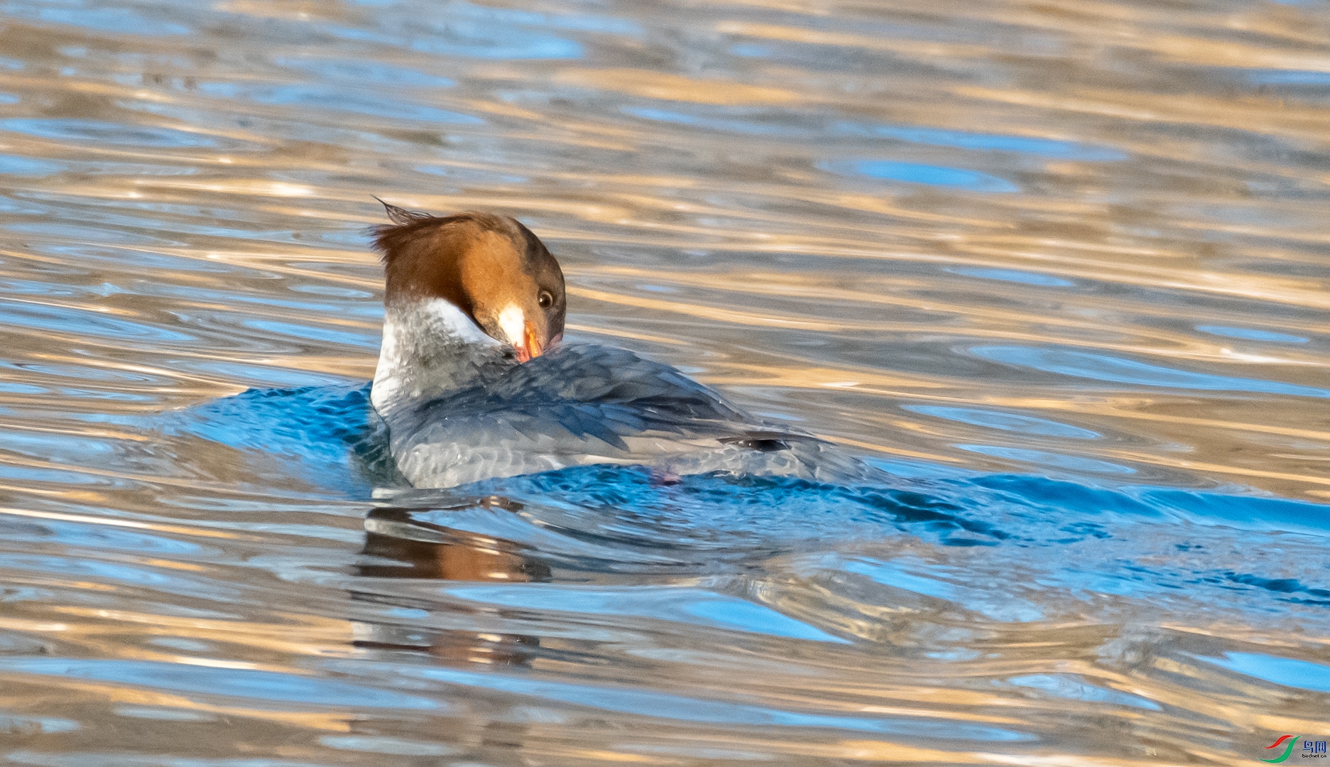 DSC_0237.jpg