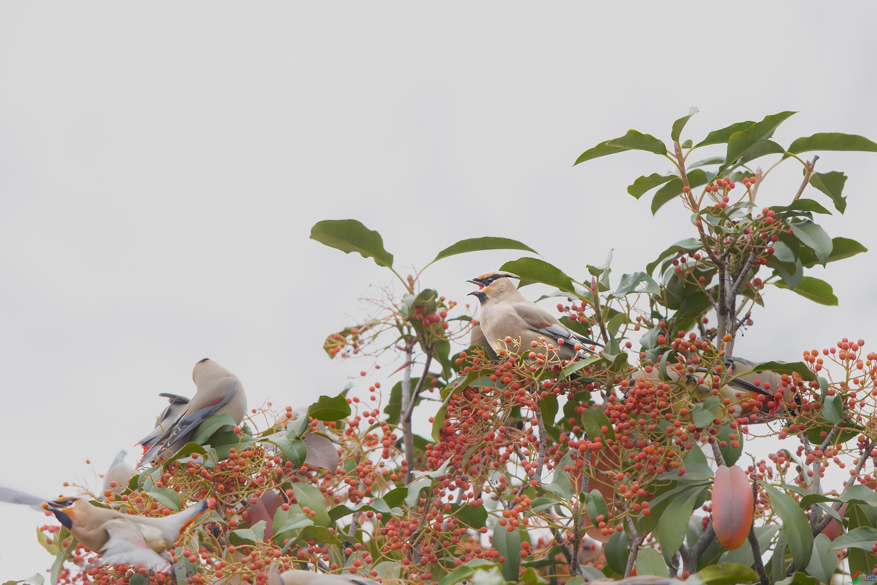 A15I5234--NR ����.jpg