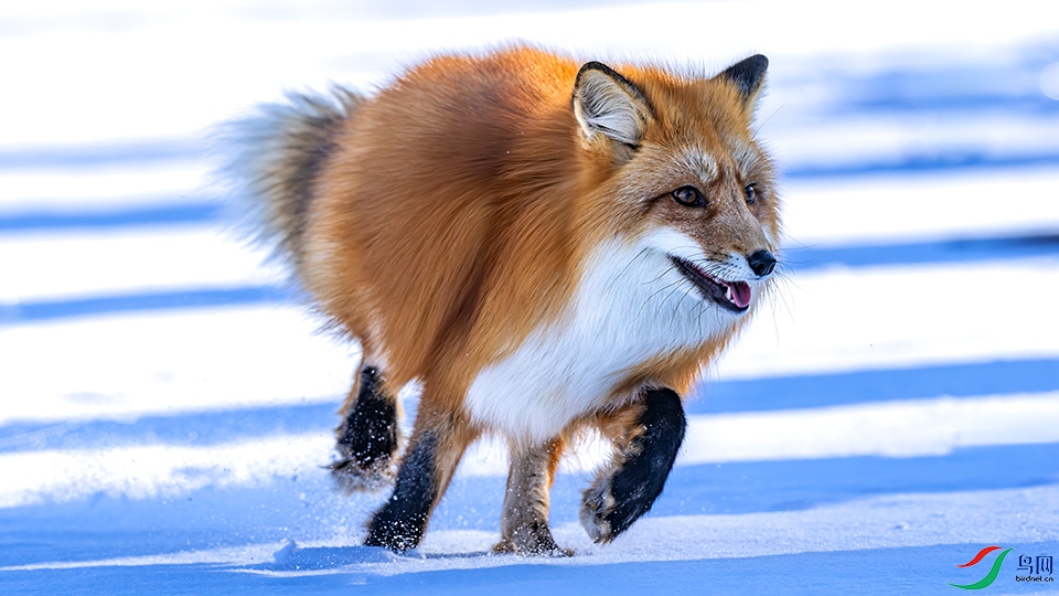 DSC00227-����ǿ-NR ���� 2.jpg