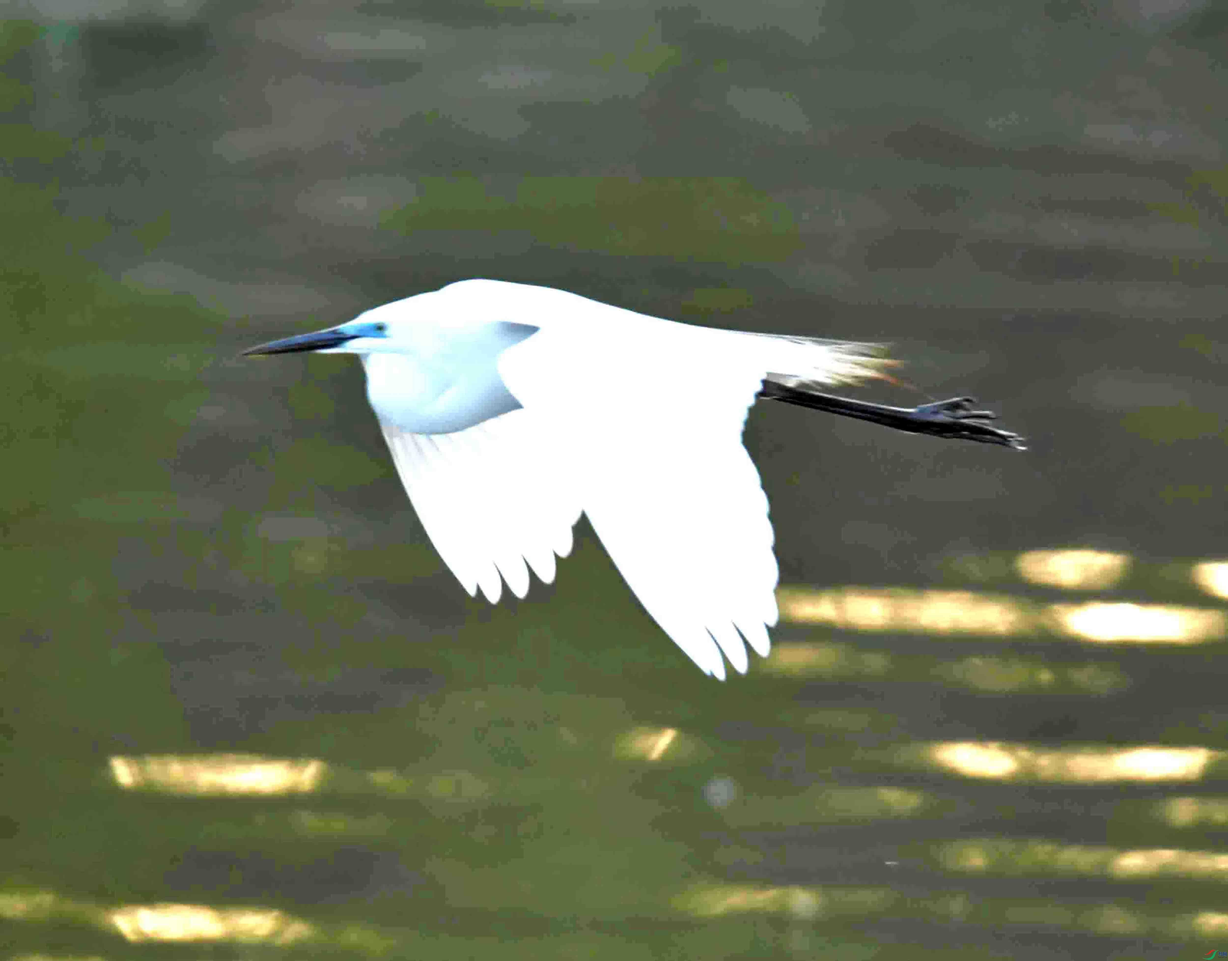 DSC_7206.JPG