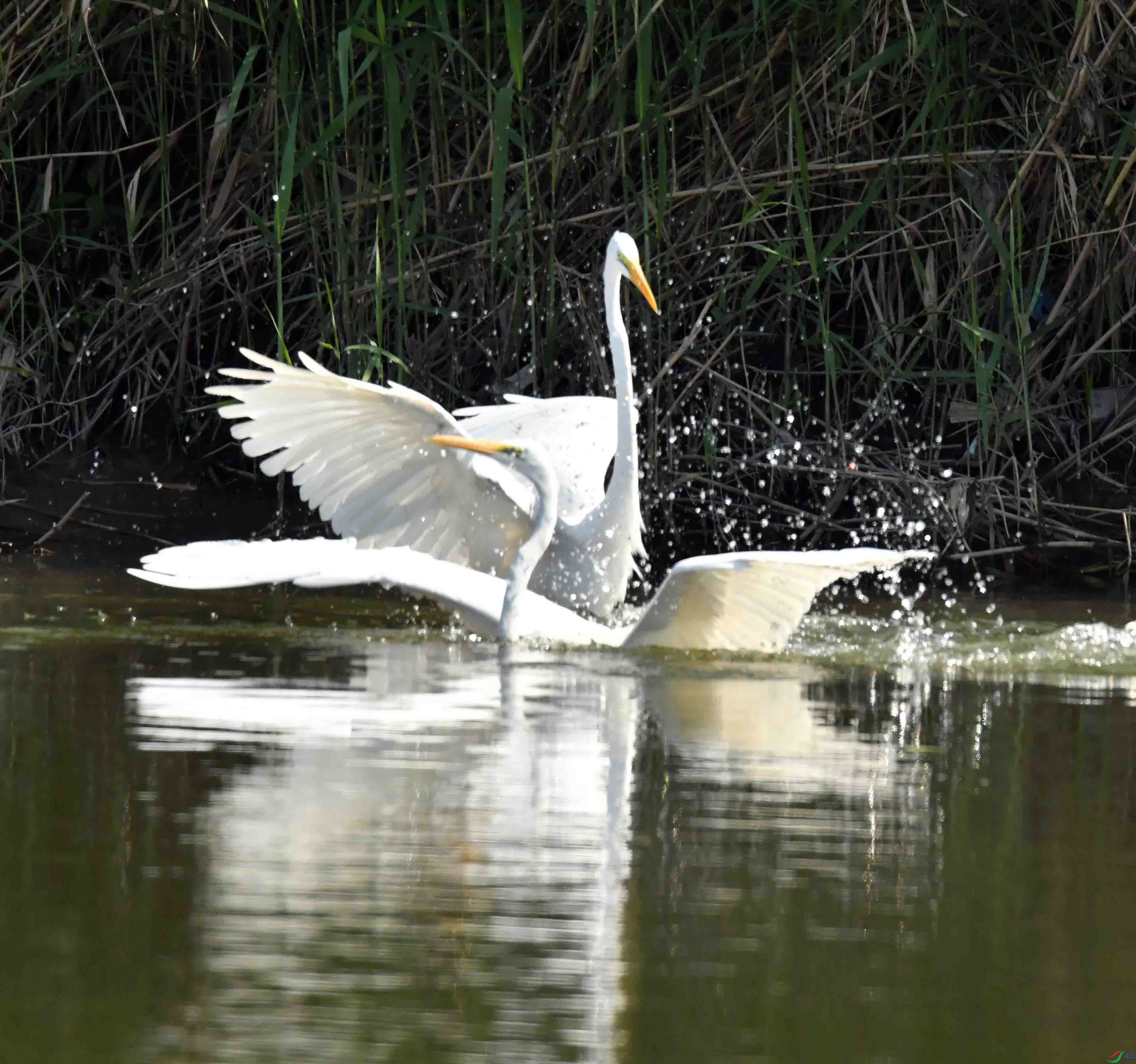 DSC_7285.JPG