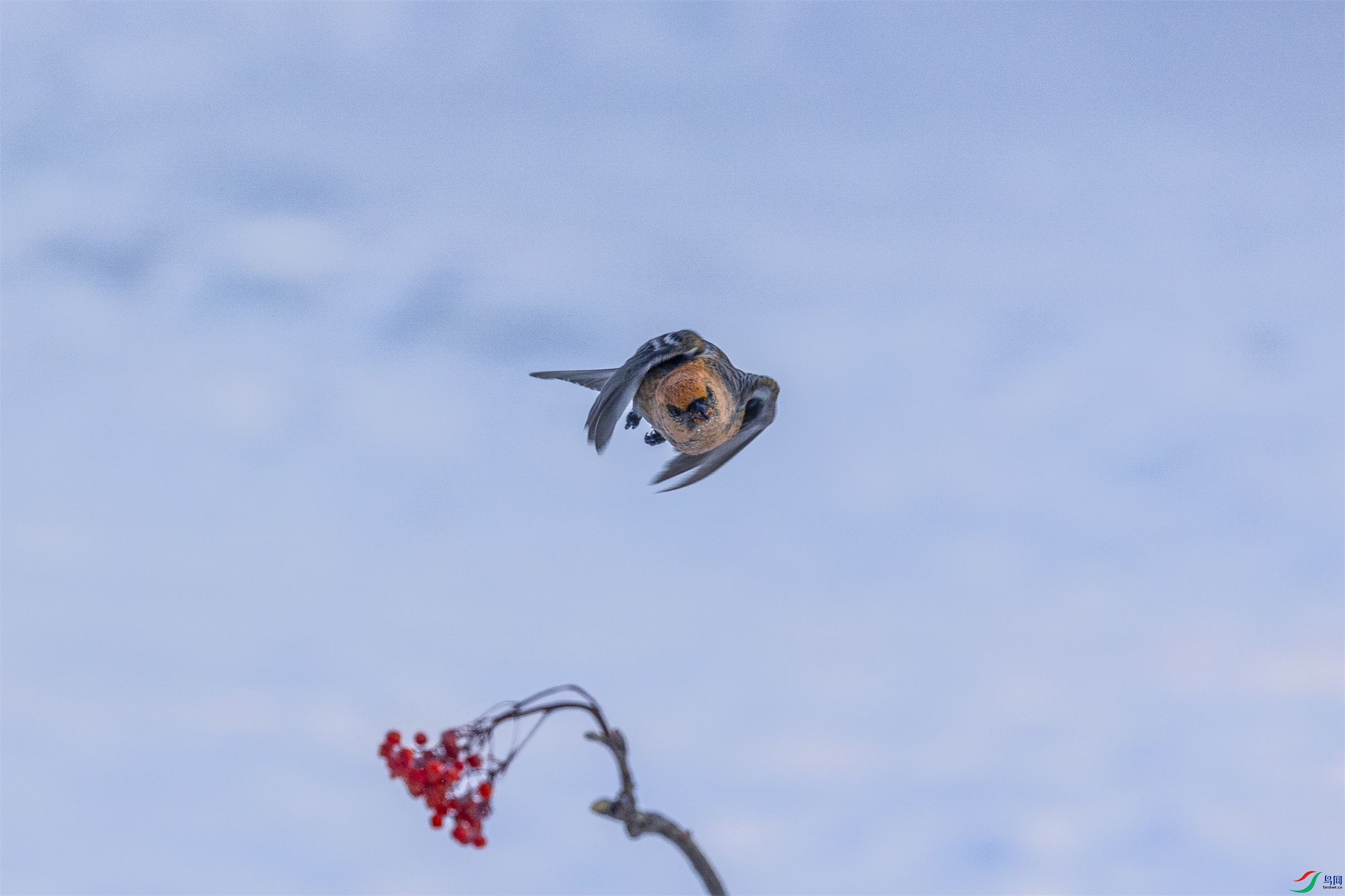 1K3A1629 ����1.jpg