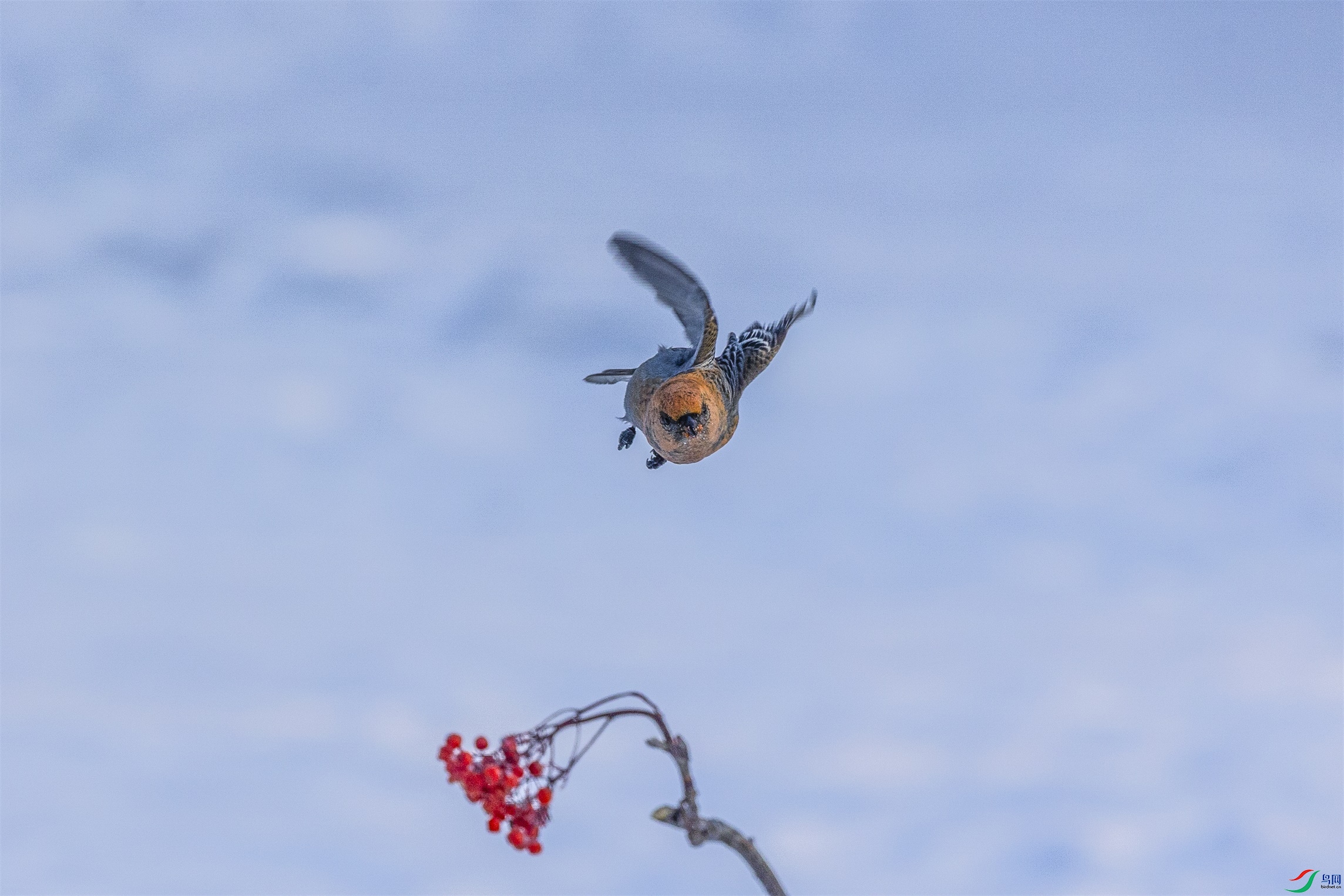 1K3A1628 ����1.jpg