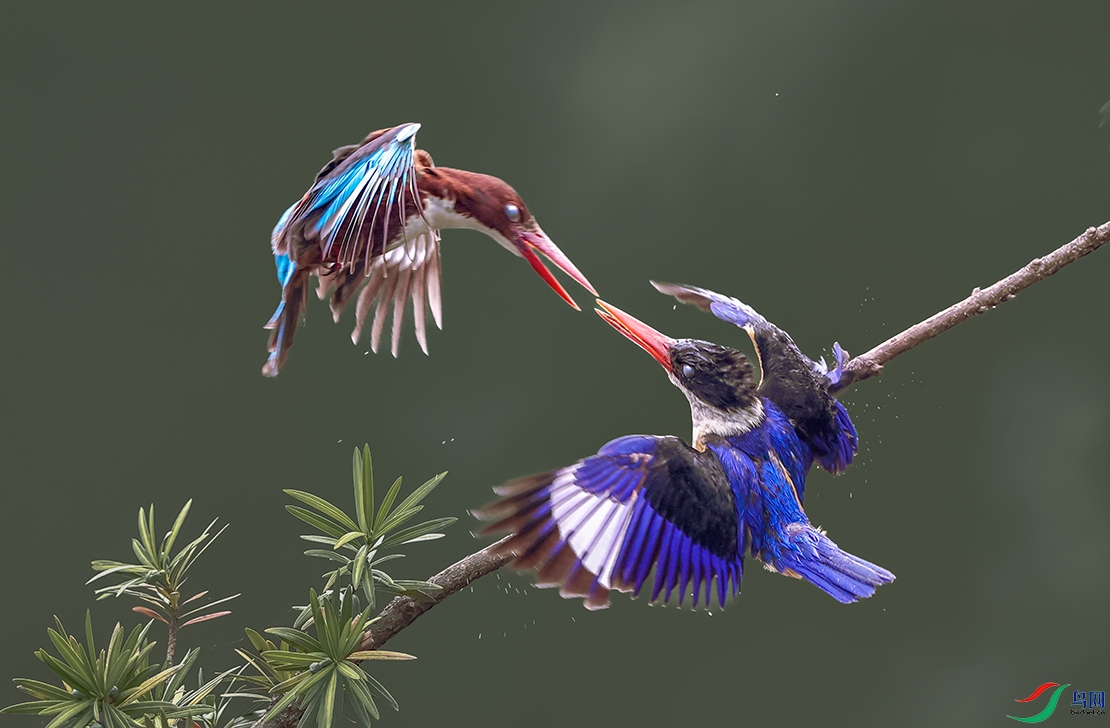 ������䣺�����----ŭĿ����