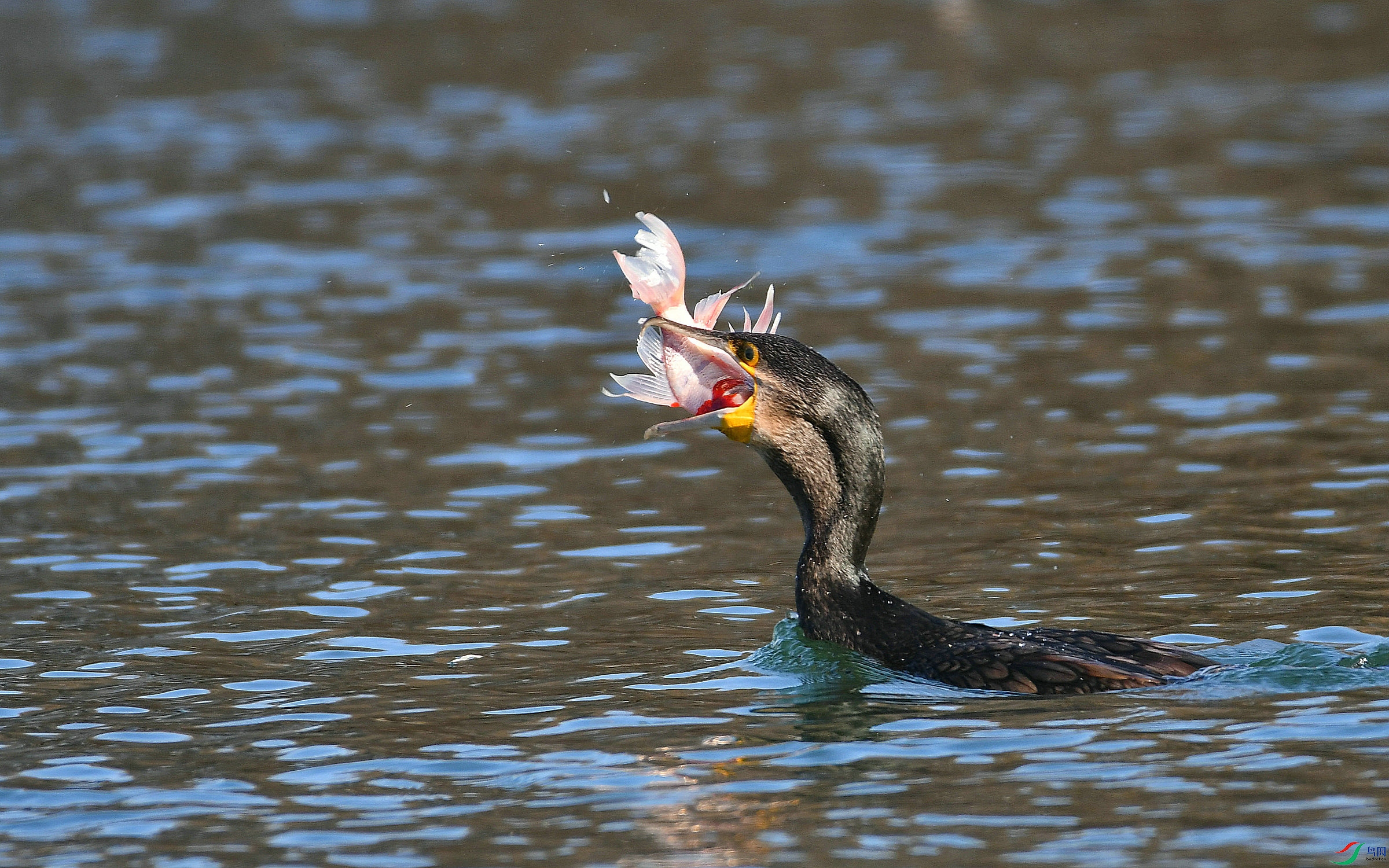 DSC_1581.JPG