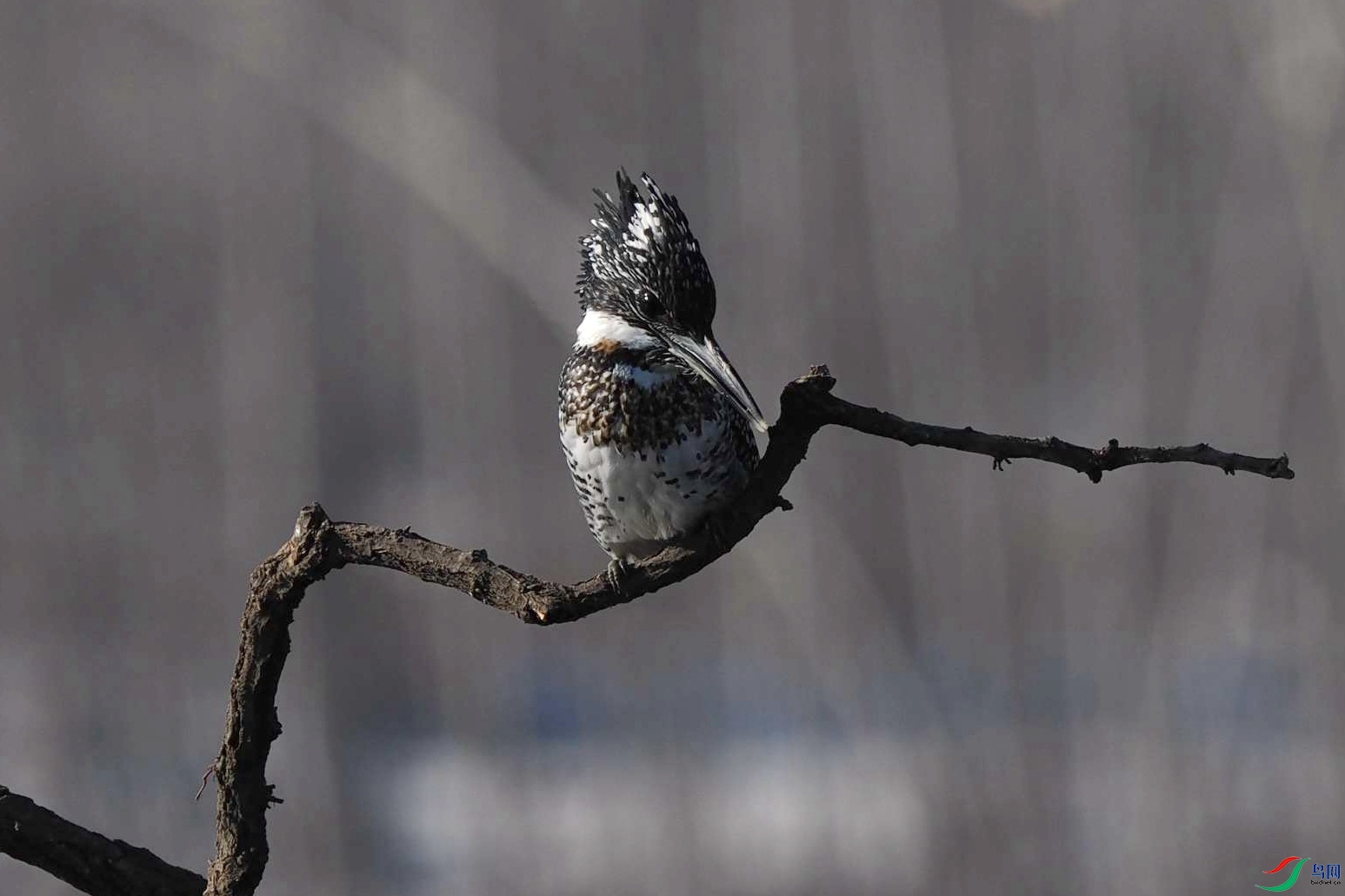 ұ�ӱ��ϣ�һֻ���㹷���ź������ŵ�����