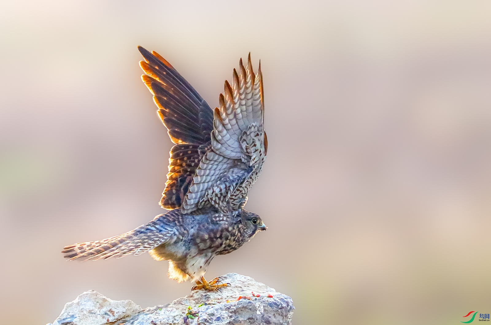 7384 ���� 2.jpg