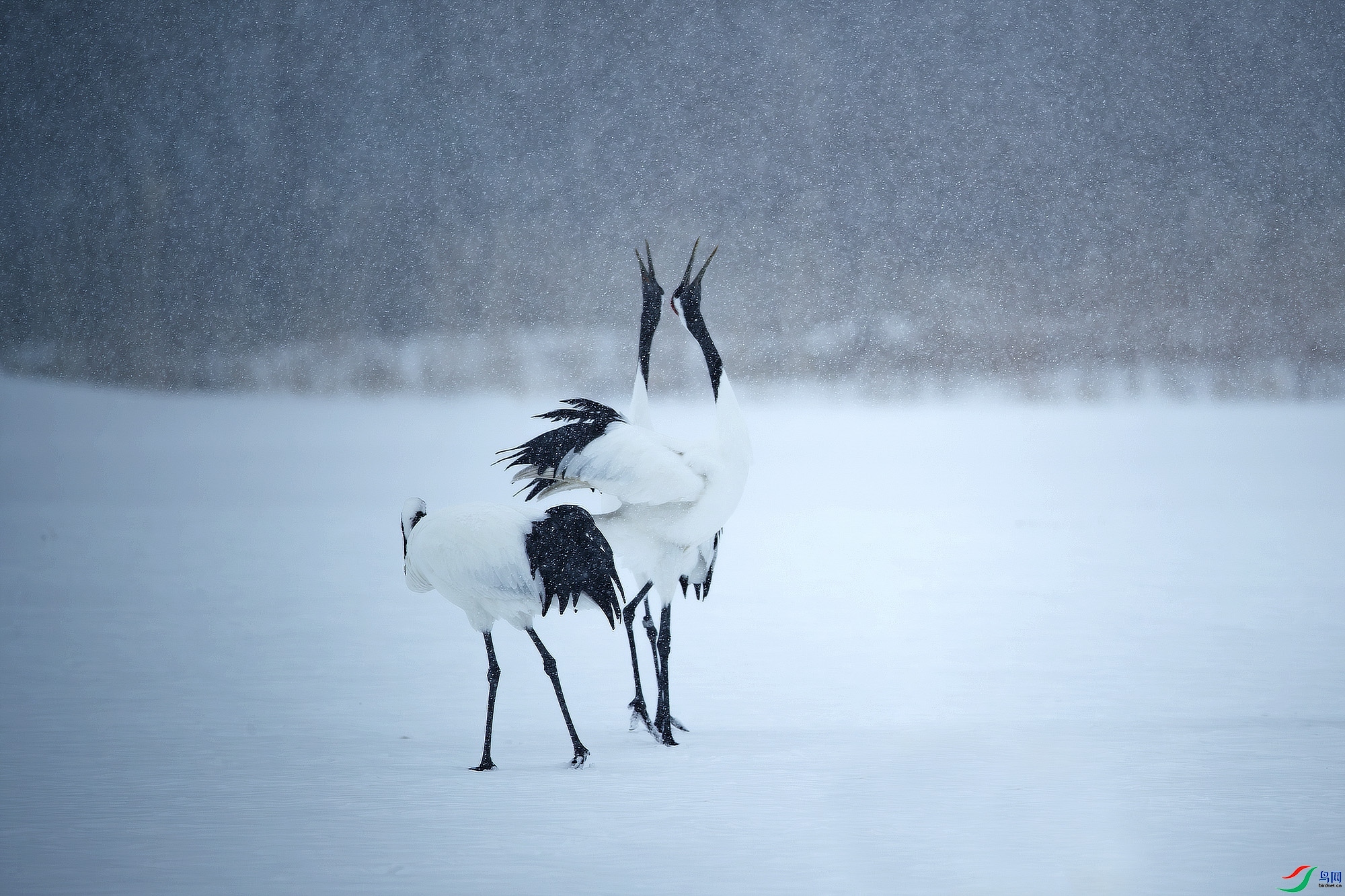 ��ѩ����  ����  ��һ.jpg