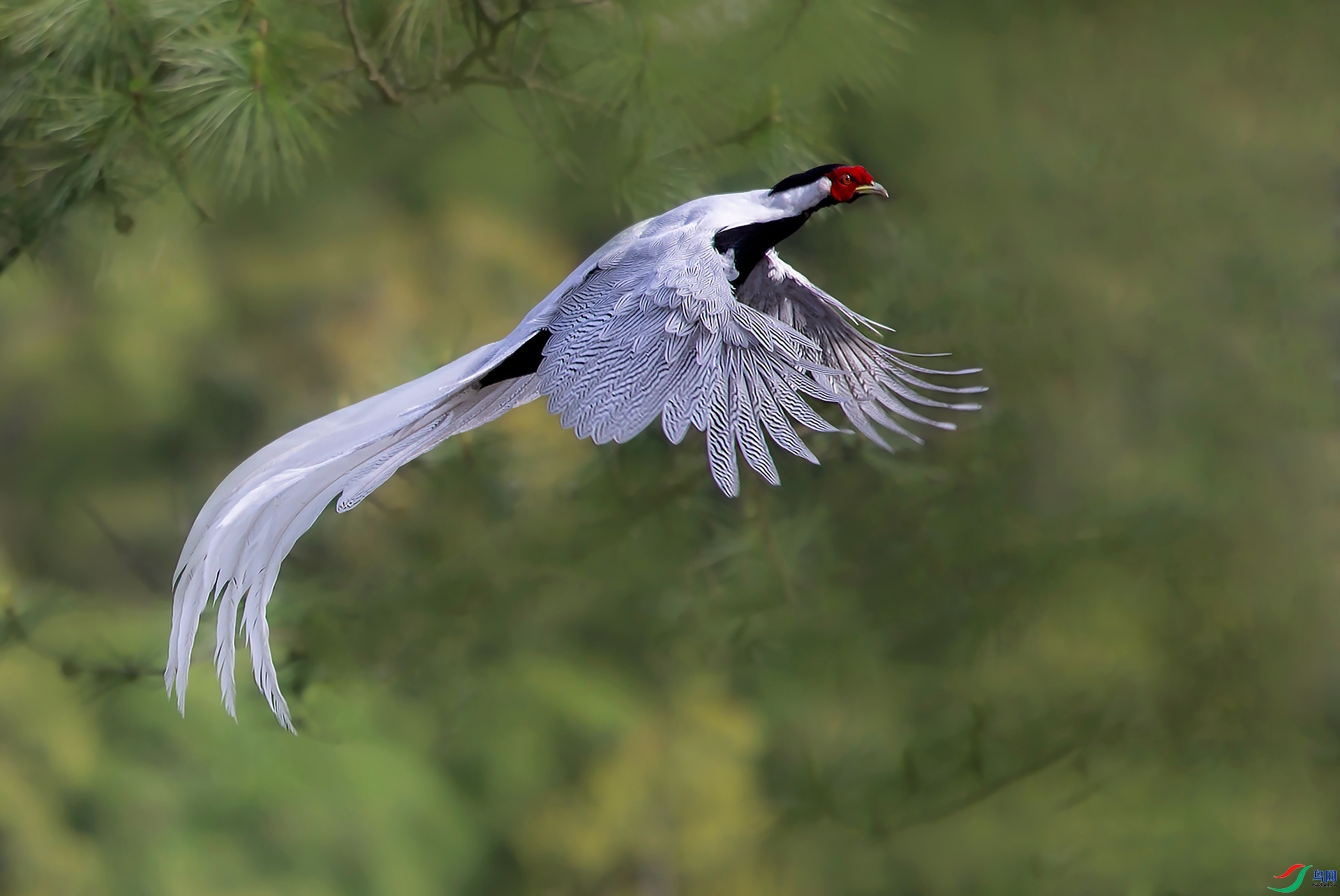 ������̬���ŵİ���  ���� �������99  ����.jpg