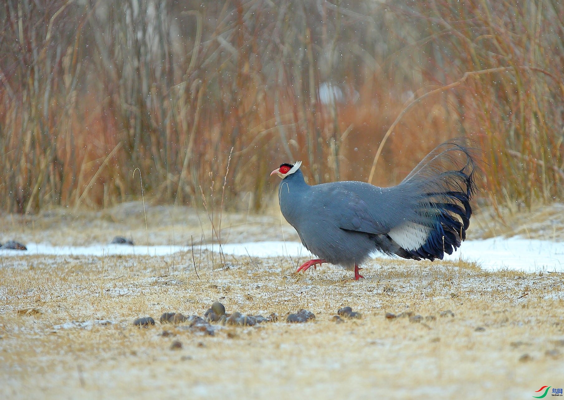 ��ѩ������  ���� 8341  ����.jpg