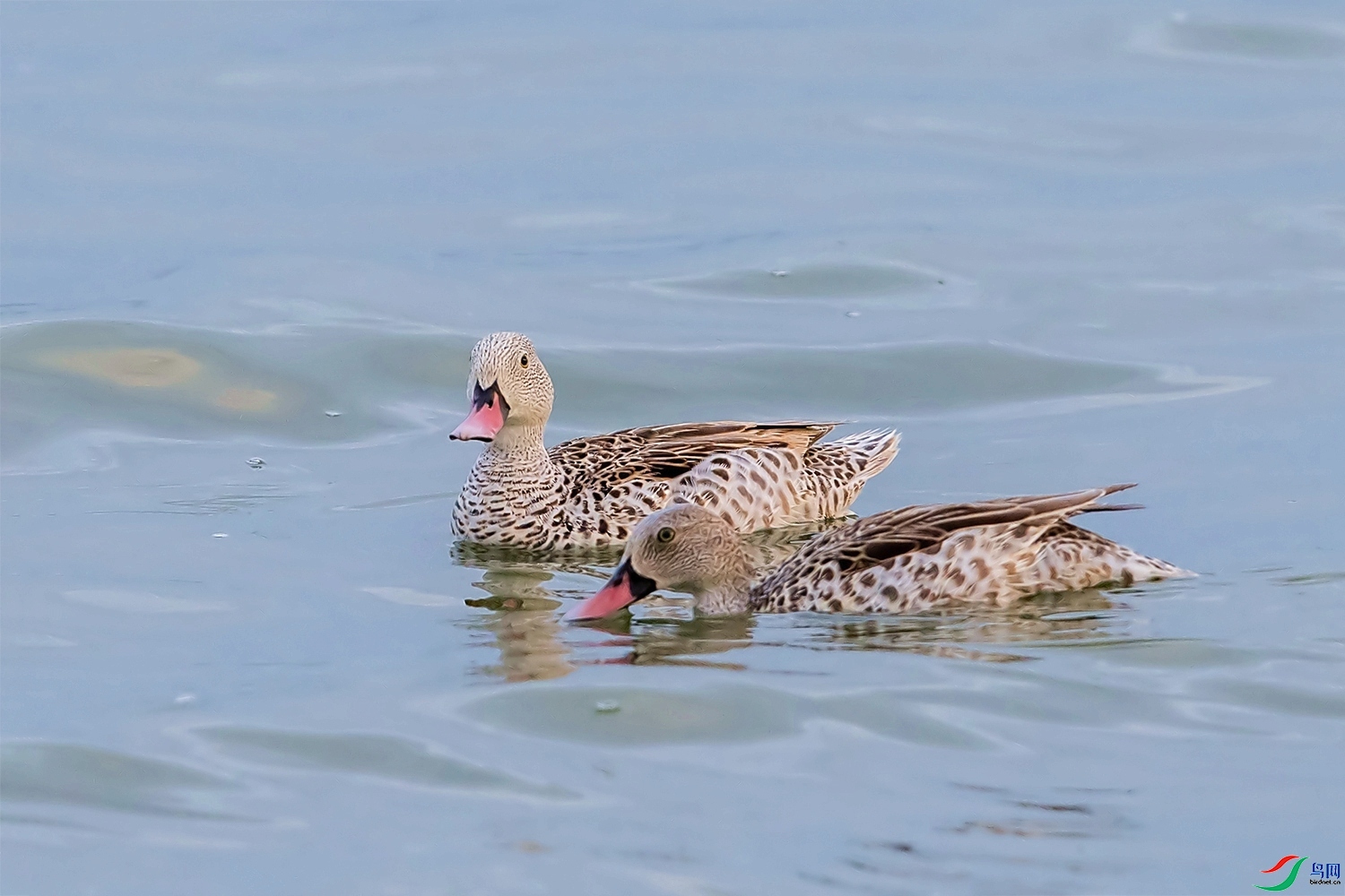 ��ֻѼ��  ���� ͧ��  ����.jpg