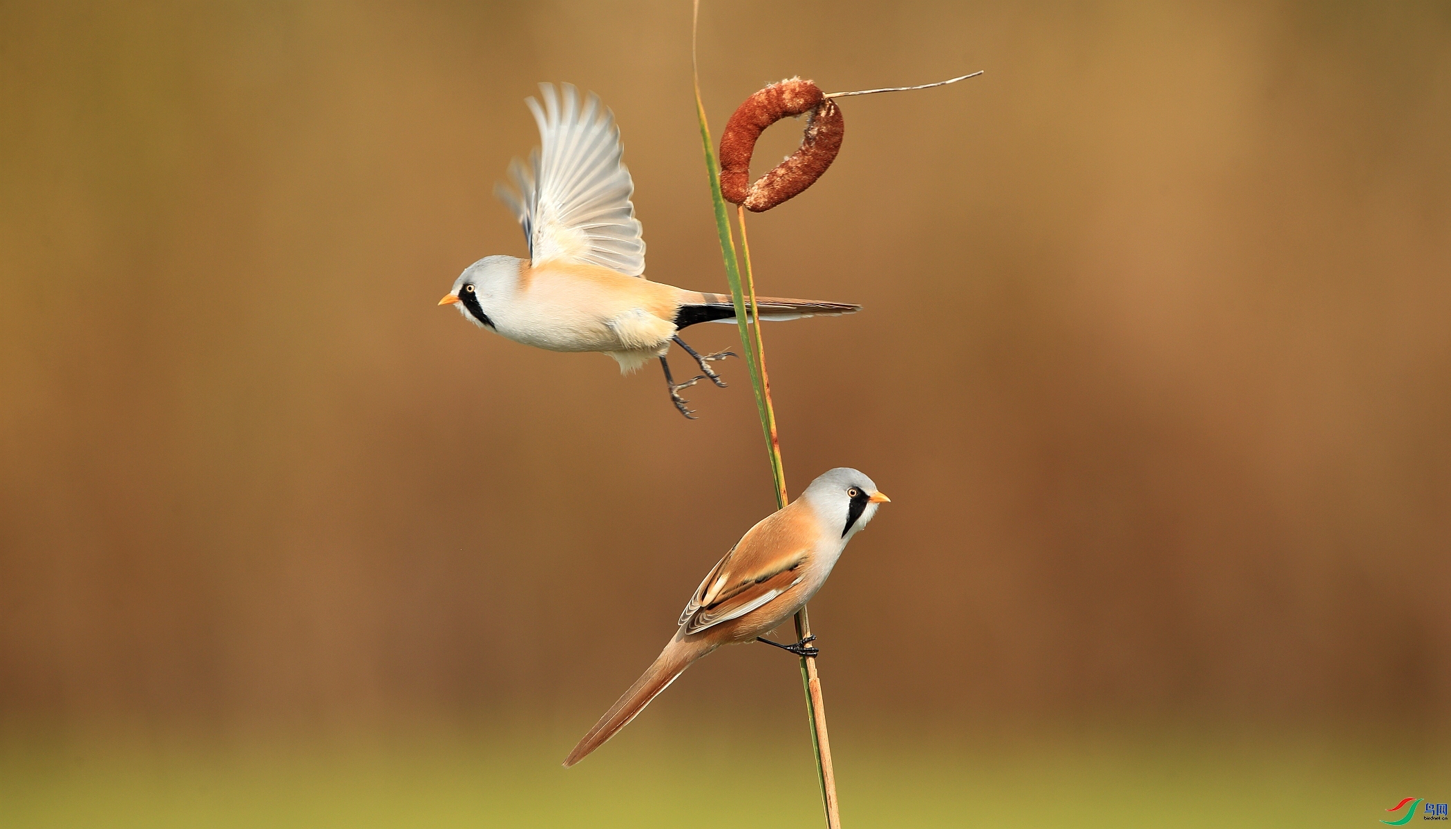 �����ֵ�  ���� ��ǲ ����.jpg