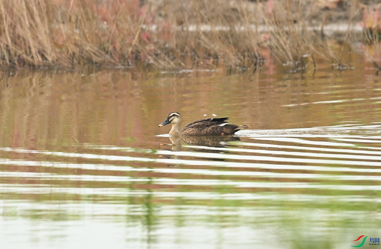 DSC_2969f_��ͼ��.jpg