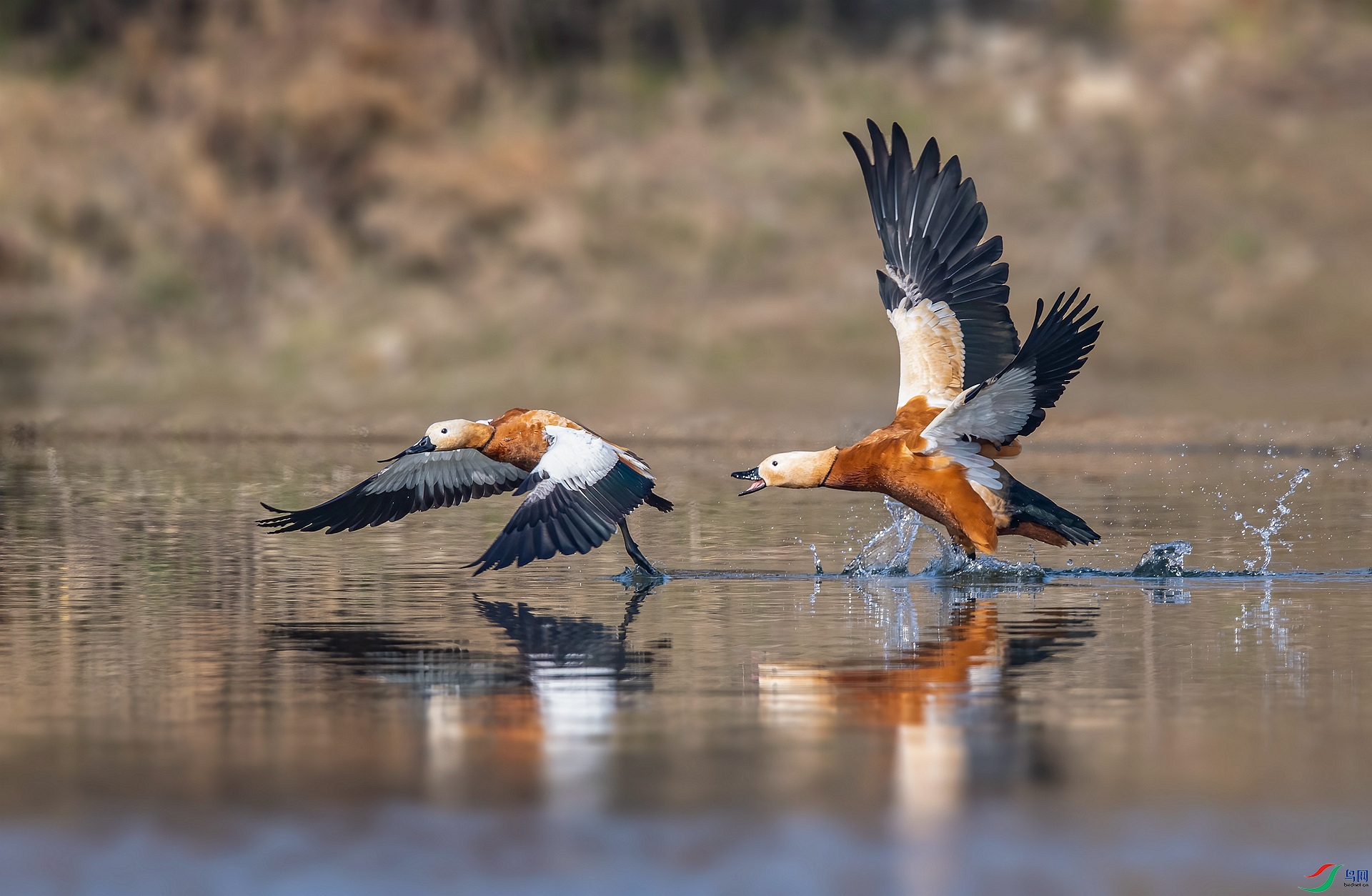 DSC_9553 ����_����.jpg