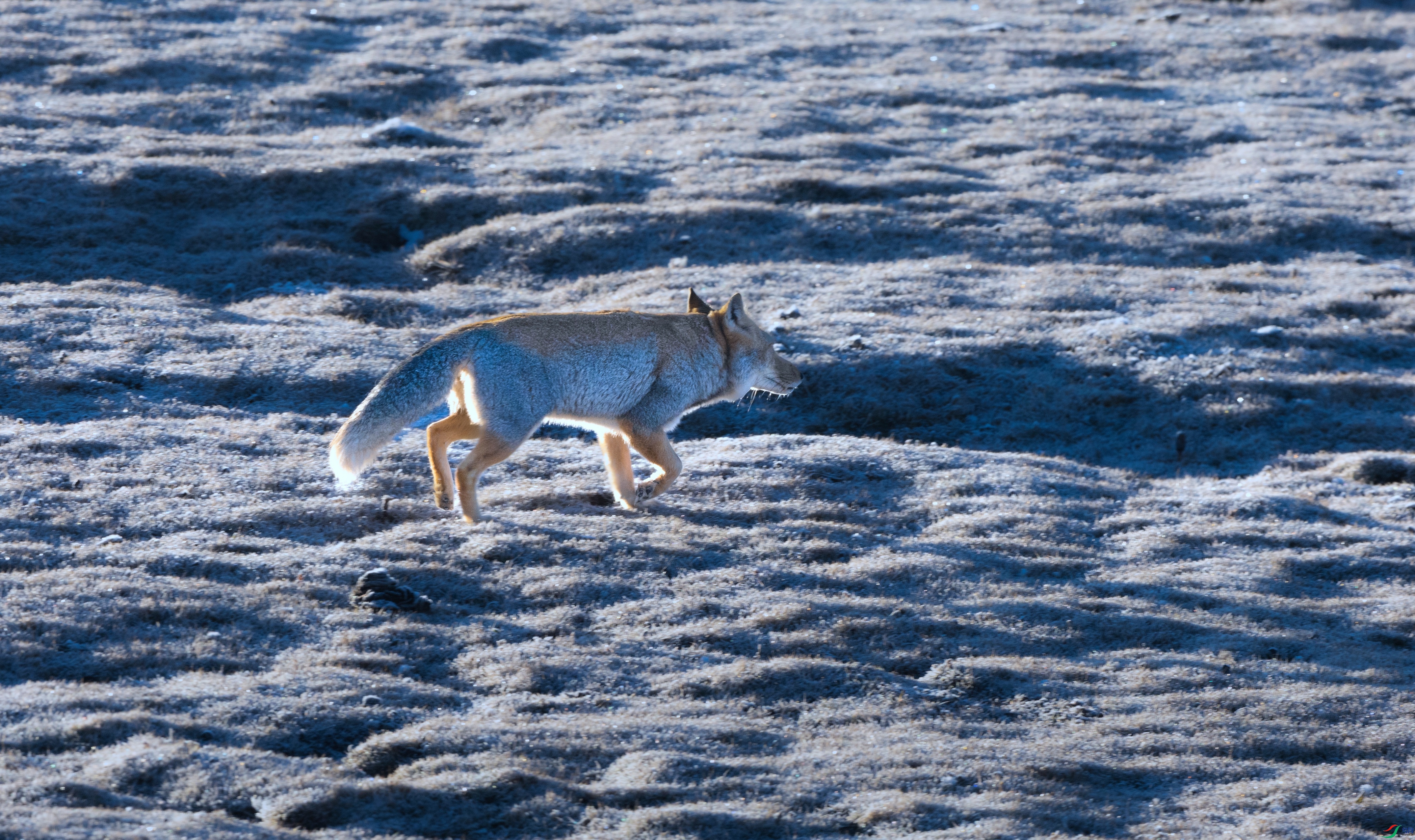 _X5A7290 - ����.jpg