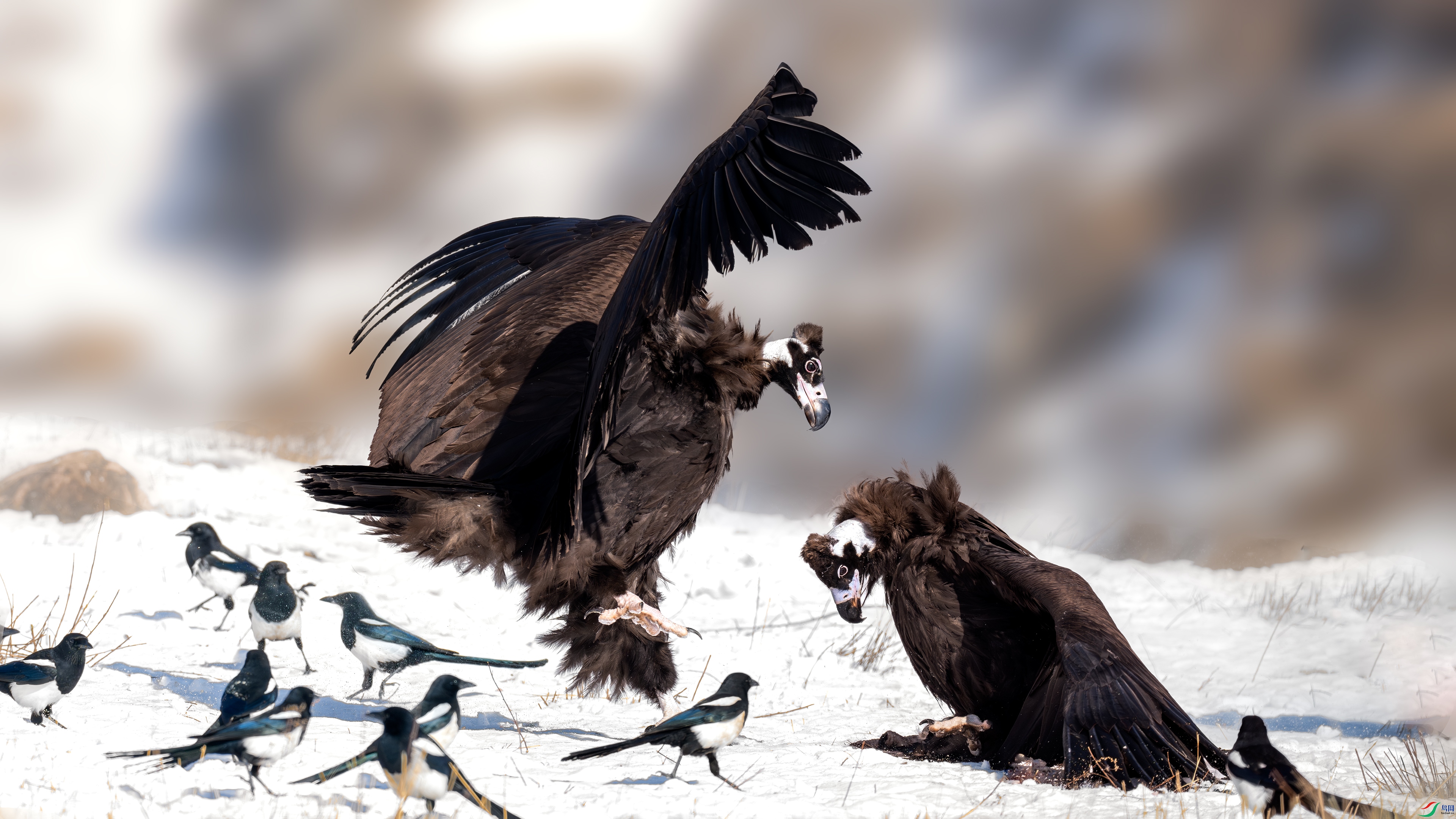 _DSC8652-���� 2.jpg