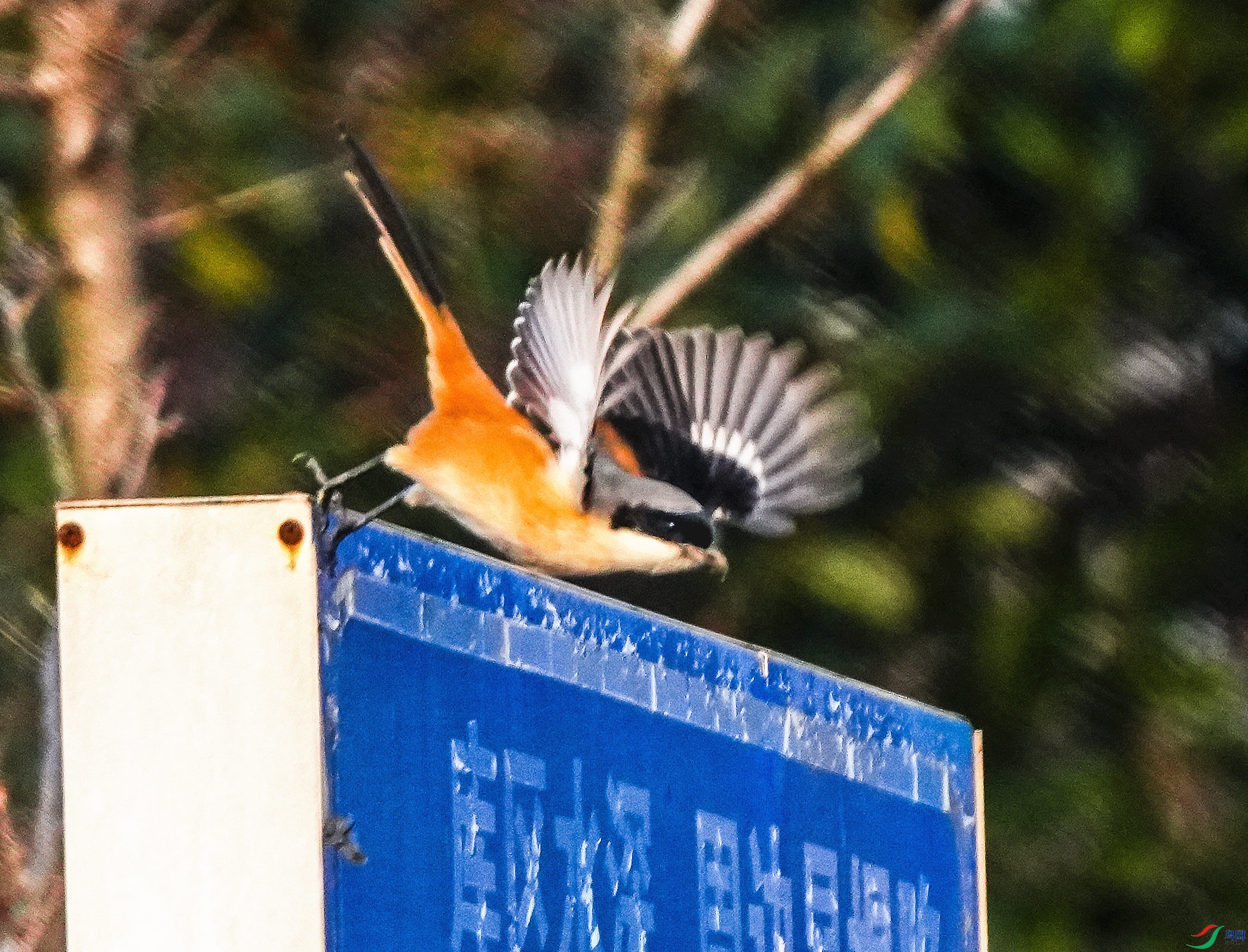 074DSC03381_1_����.jpg