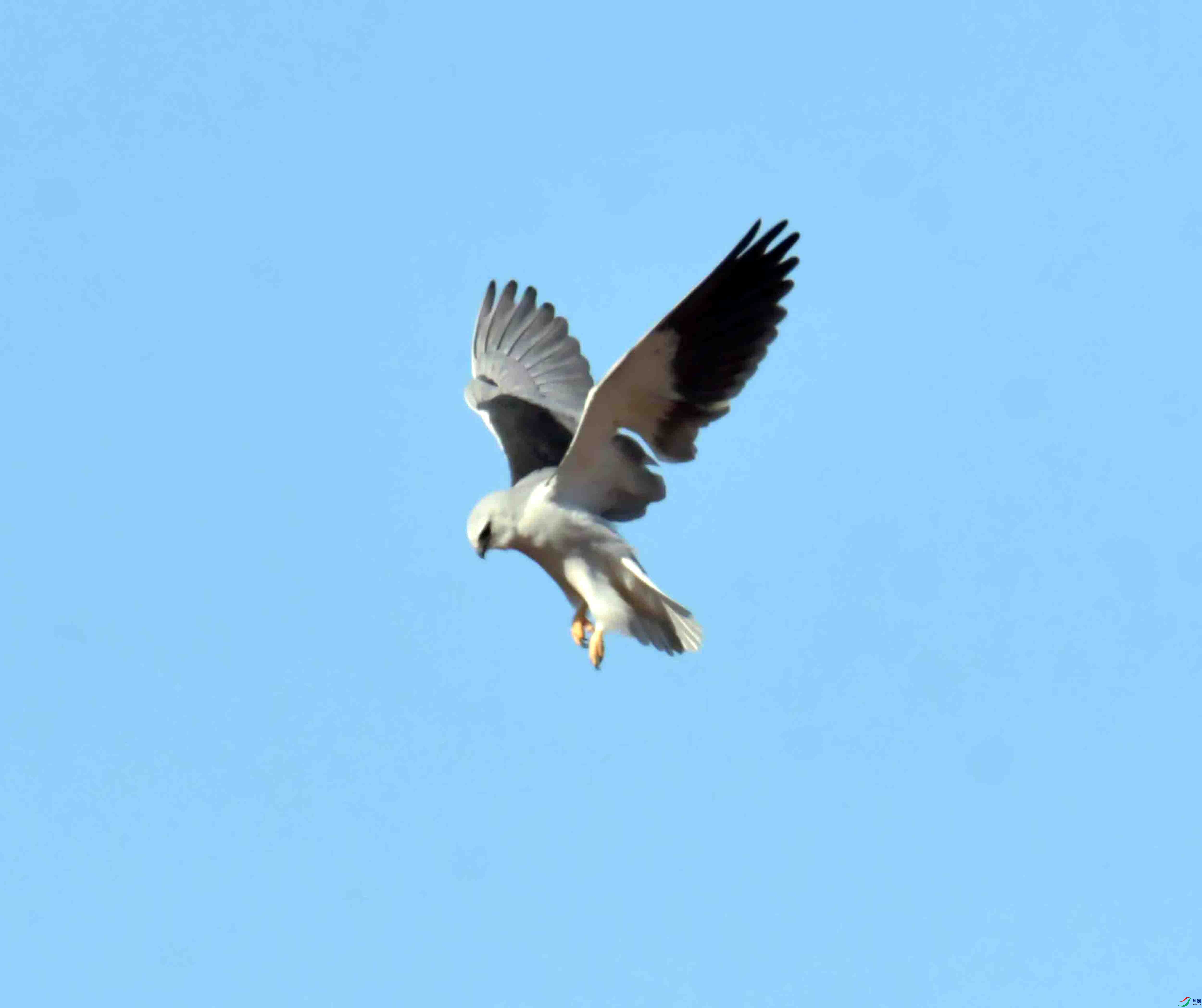 DSC_1064.JPG