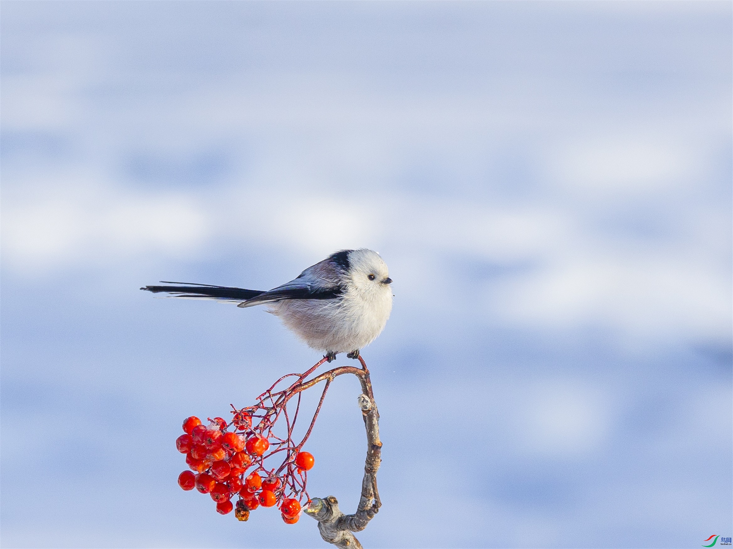 1K3A8286 ����1.jpg