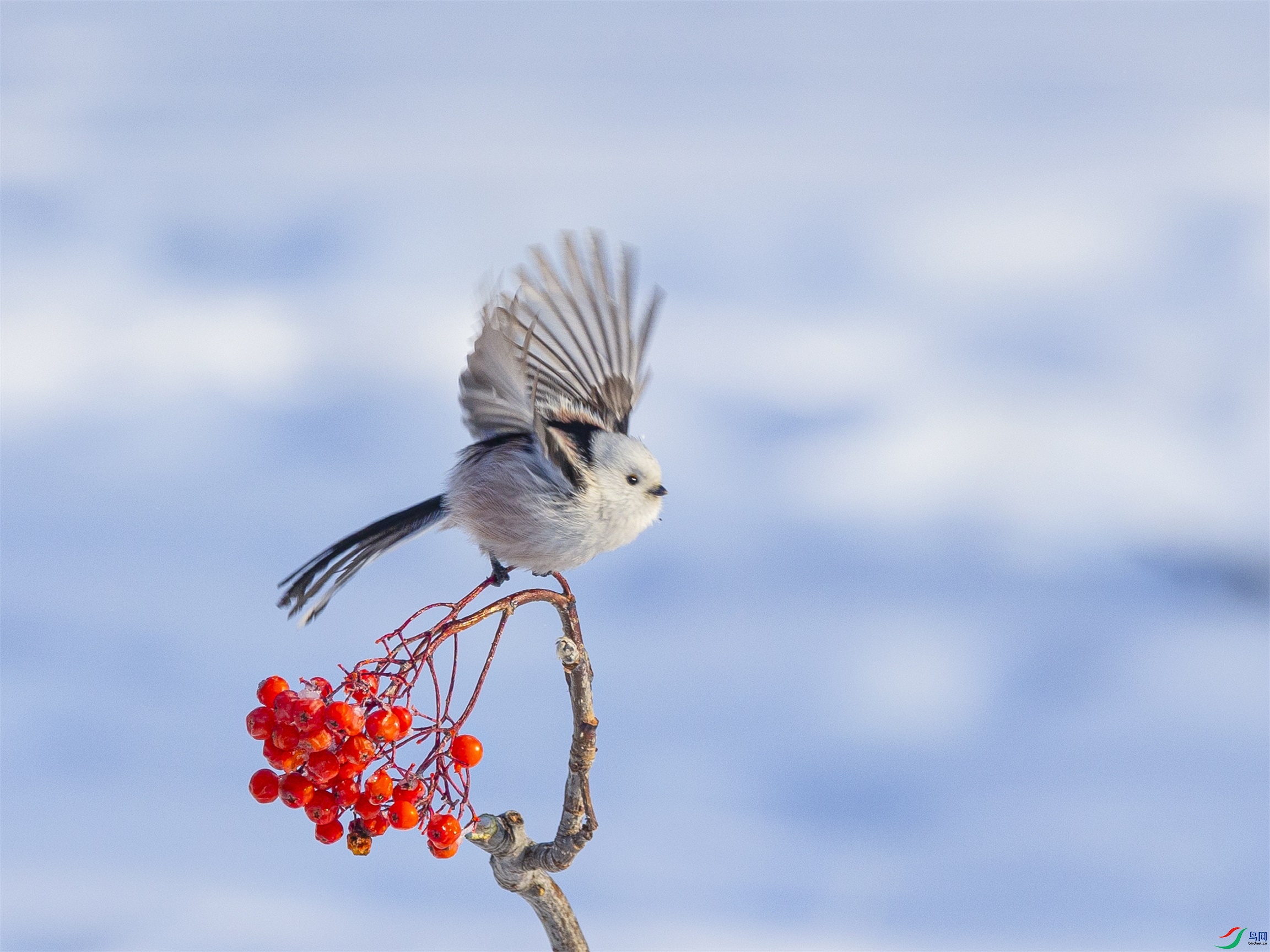 1K3A8287 ����1.jpg