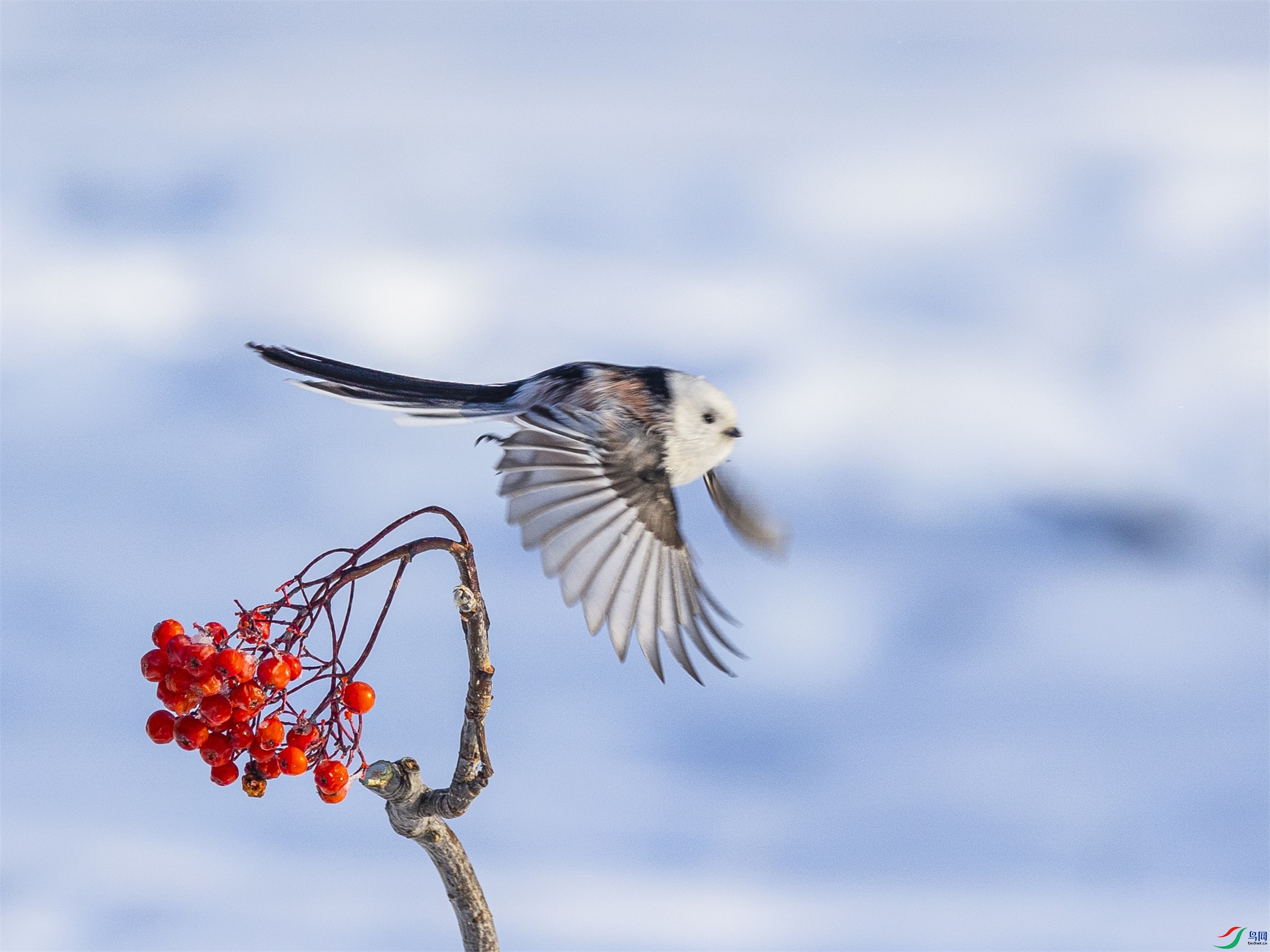 1K3A8288 ����1.jpg