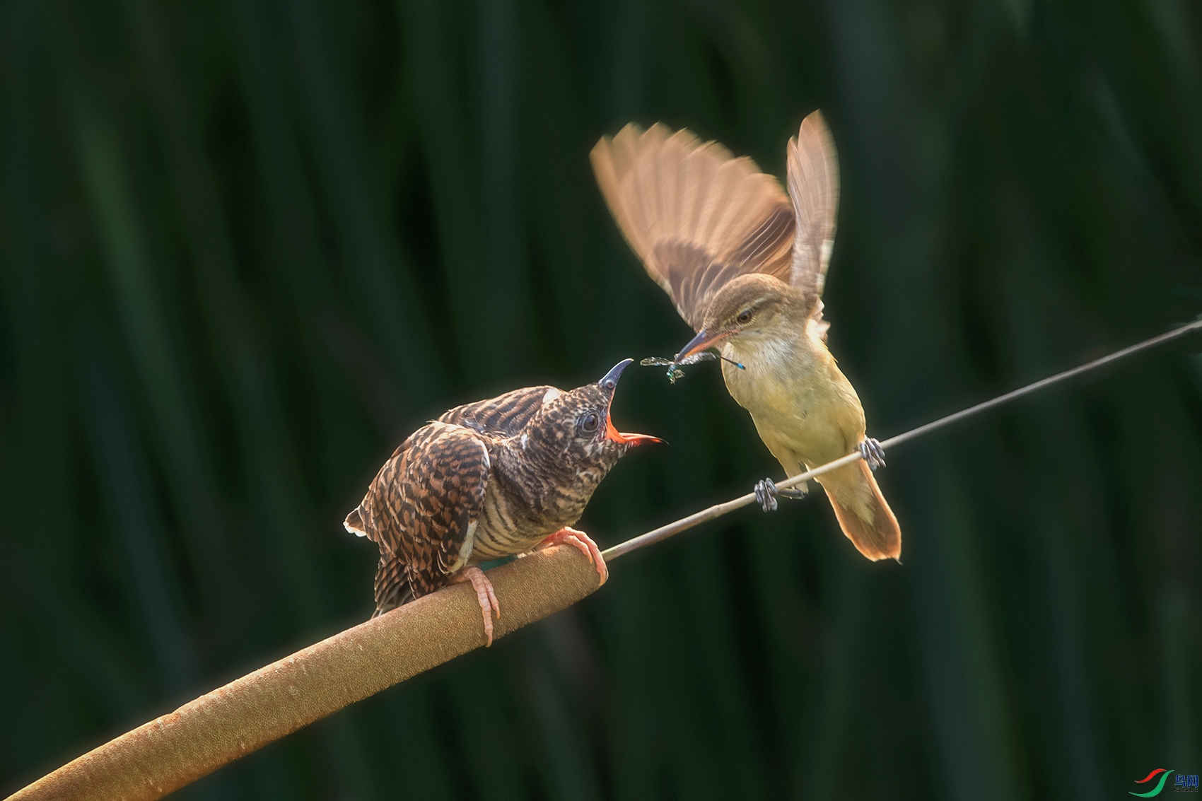 ��έݺ���ž�----���޽�