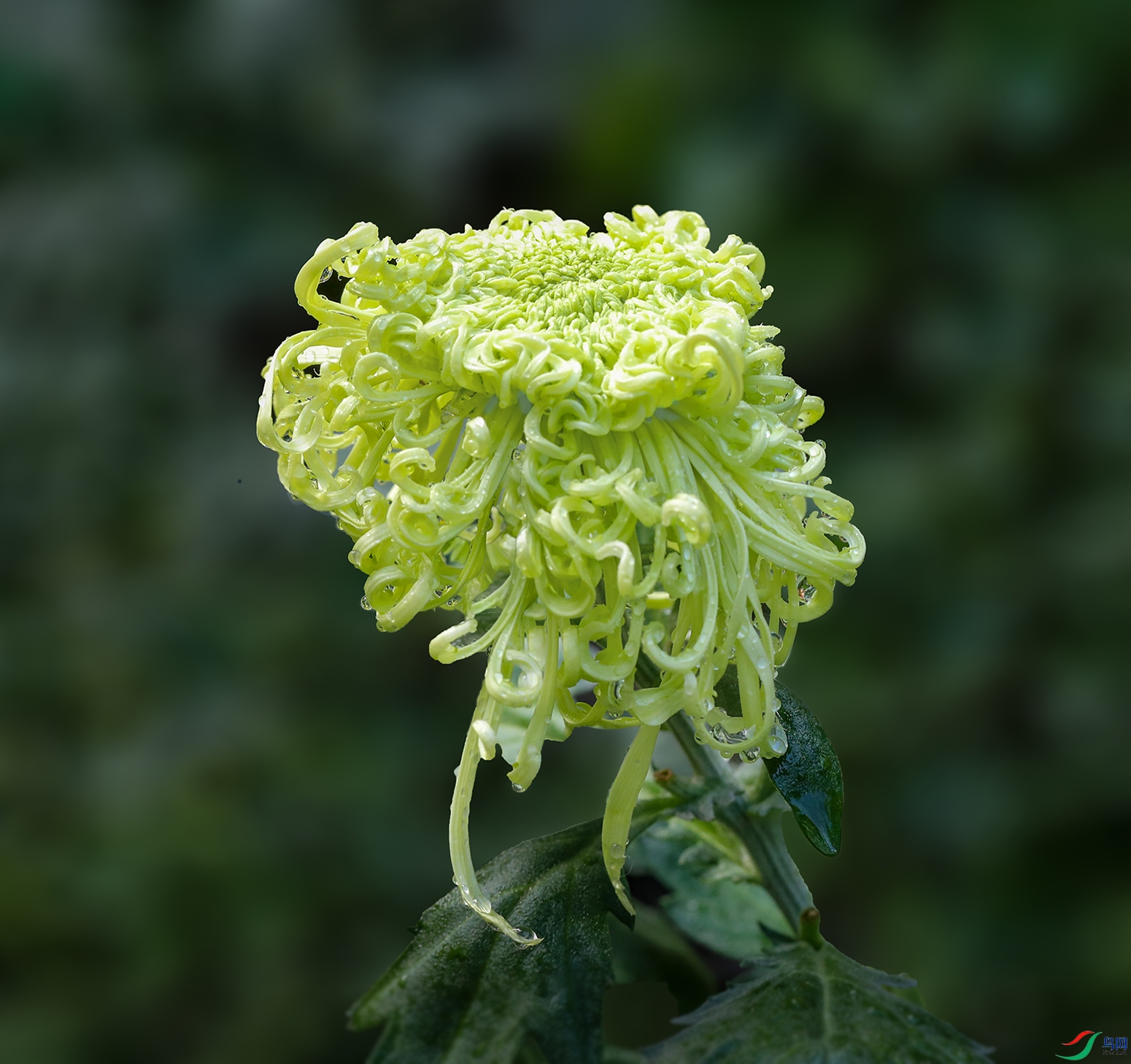 0000IMG_0860 ��ˮ��ɽ 1000k.jpg