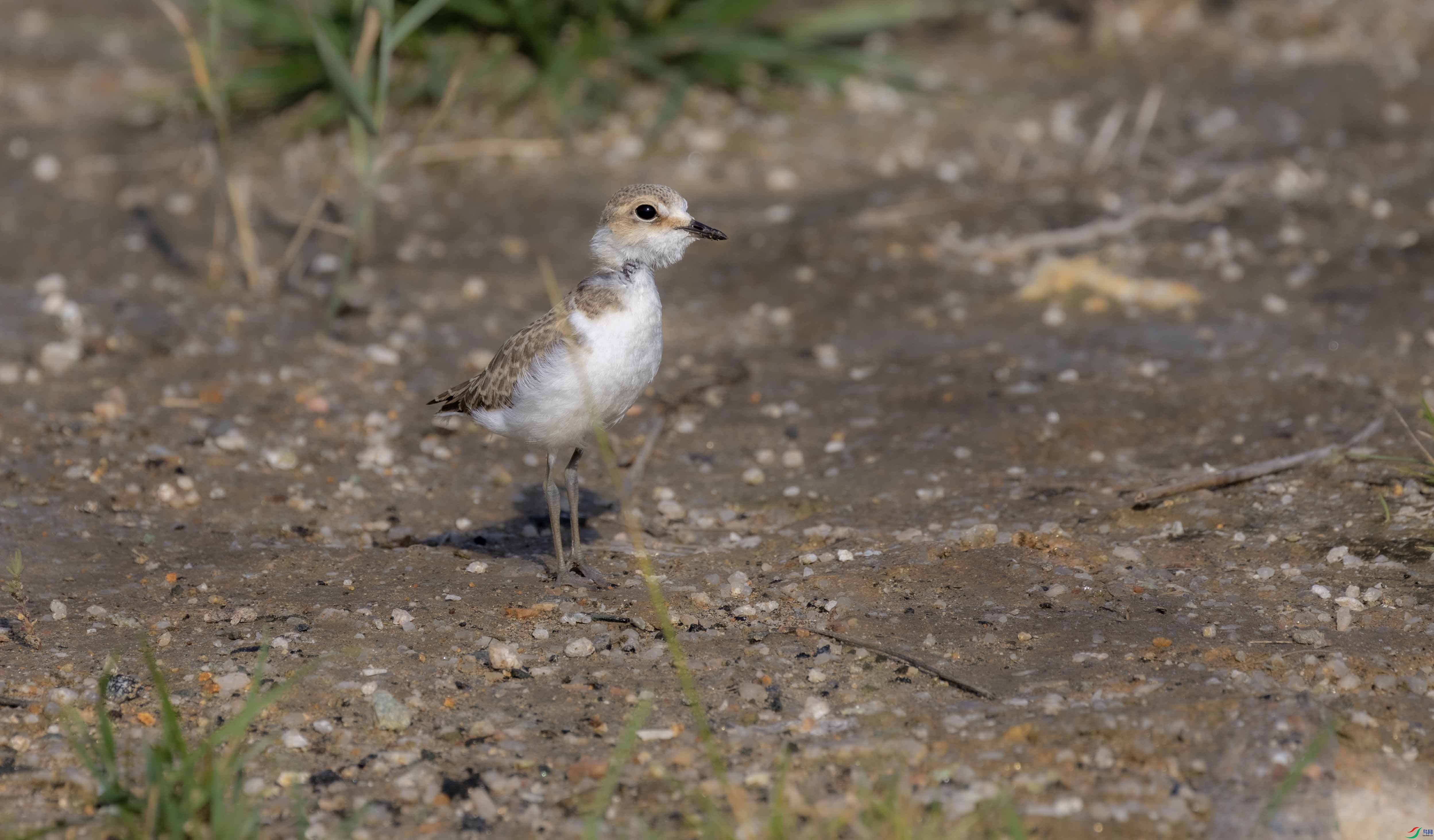 1V3A3357 ����.jpg