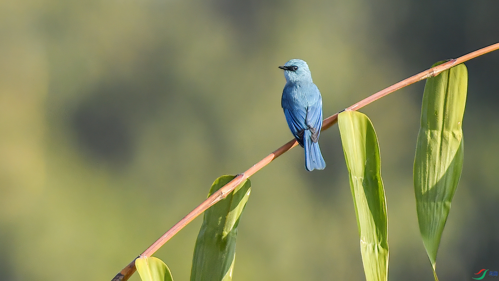 DSC_545nn0.jpg