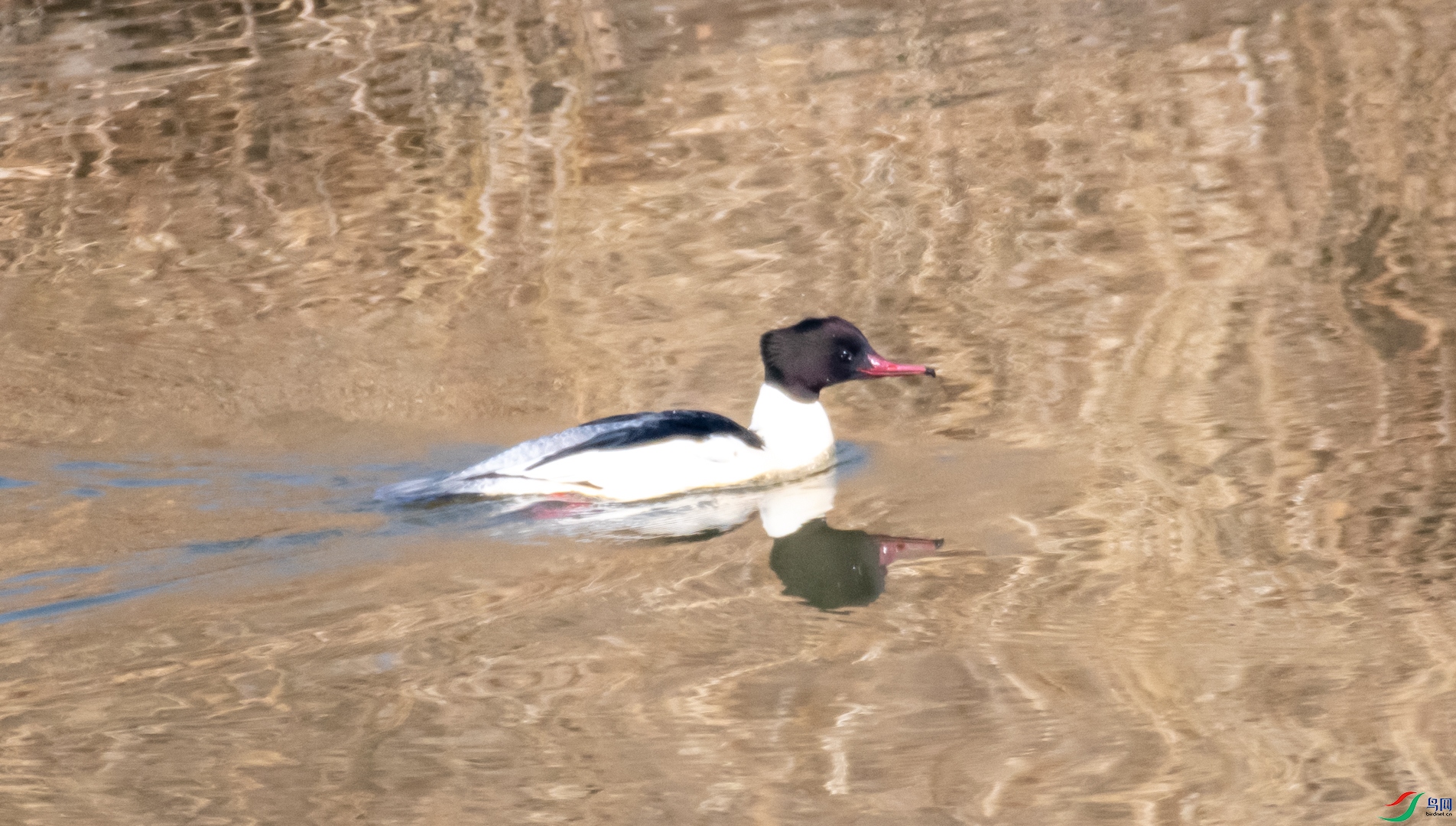 DSC_0431.jpg