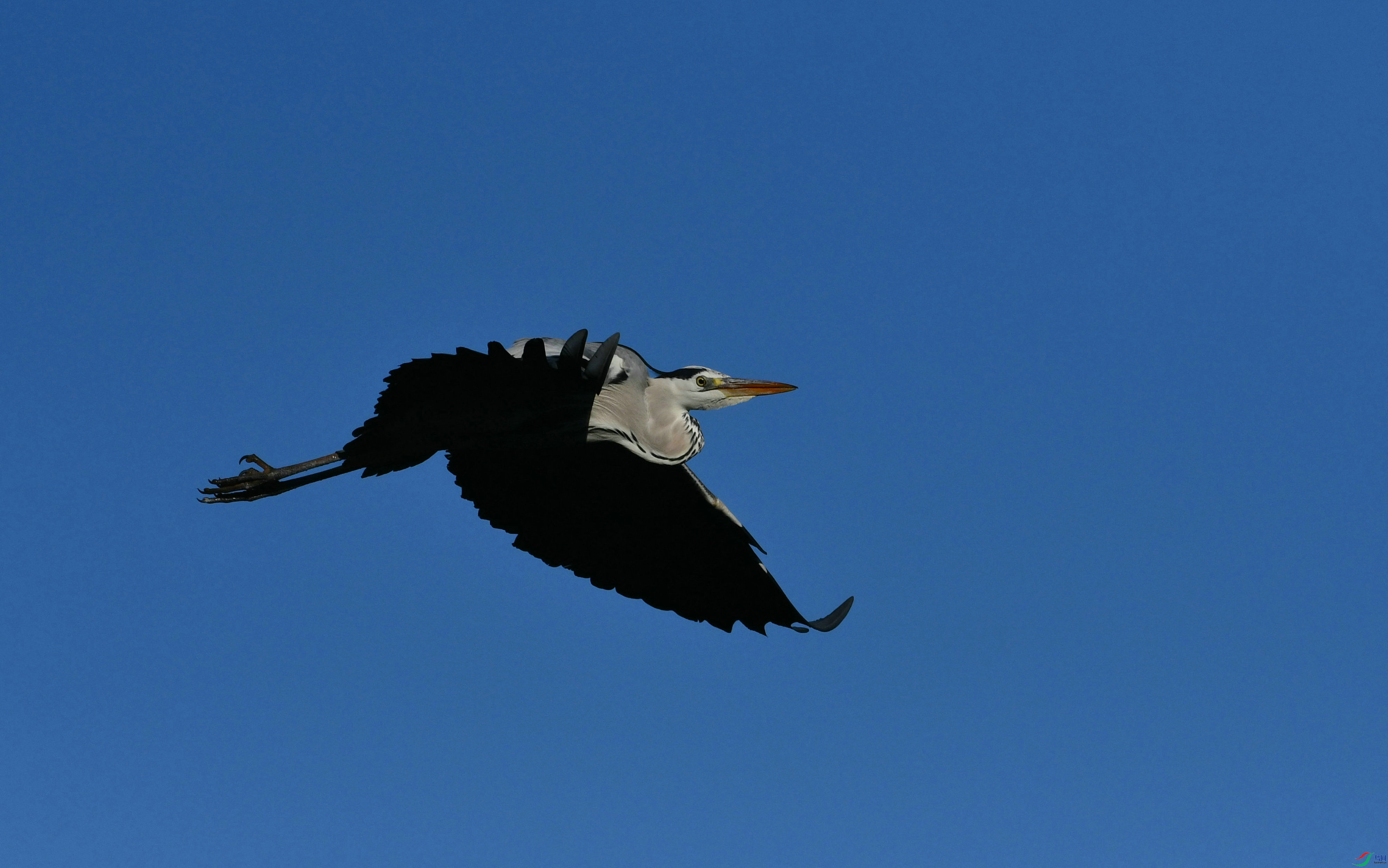 DSC_0929.JPG