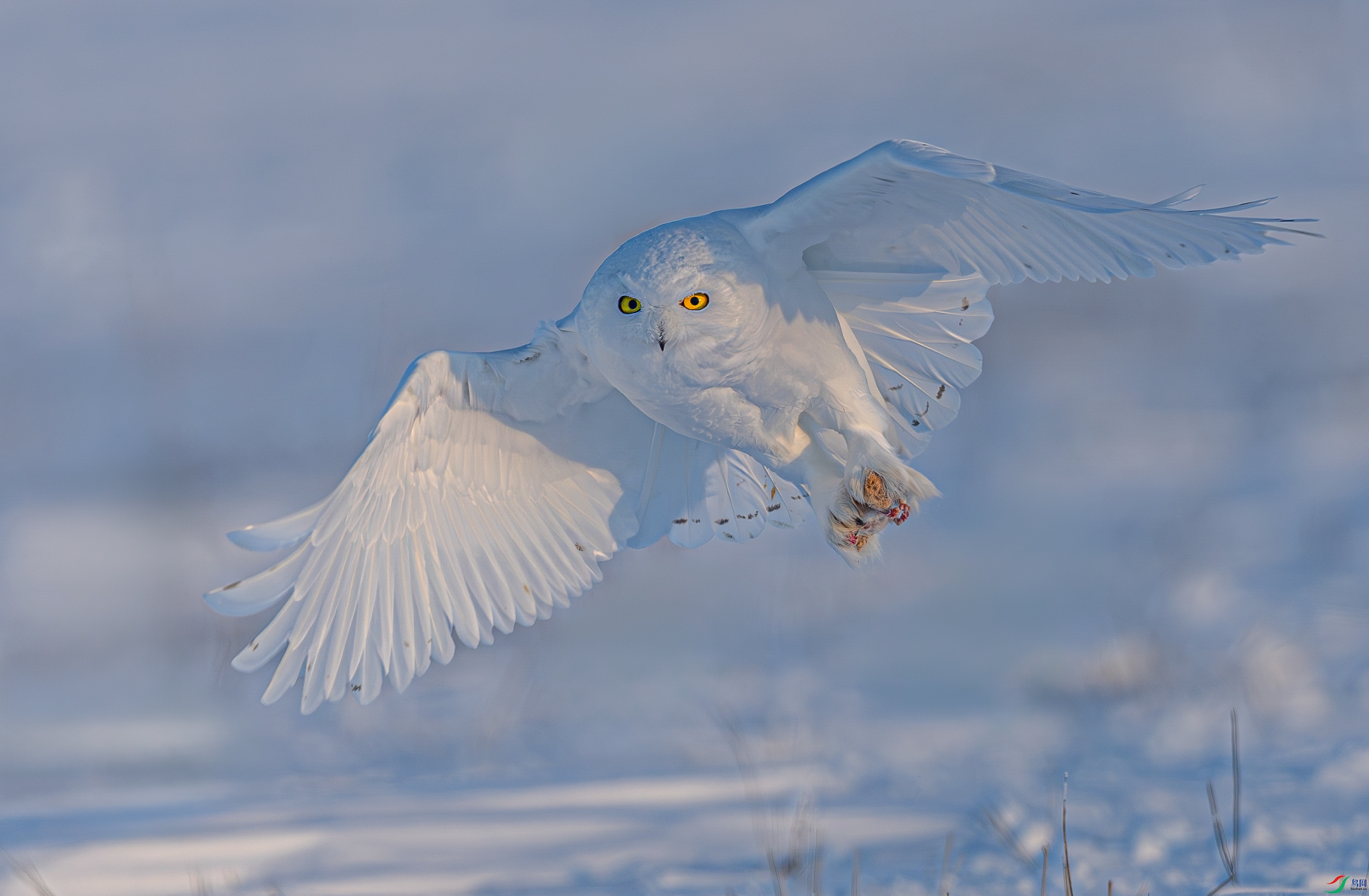 _72A1994-����ǿ-NR.JPG