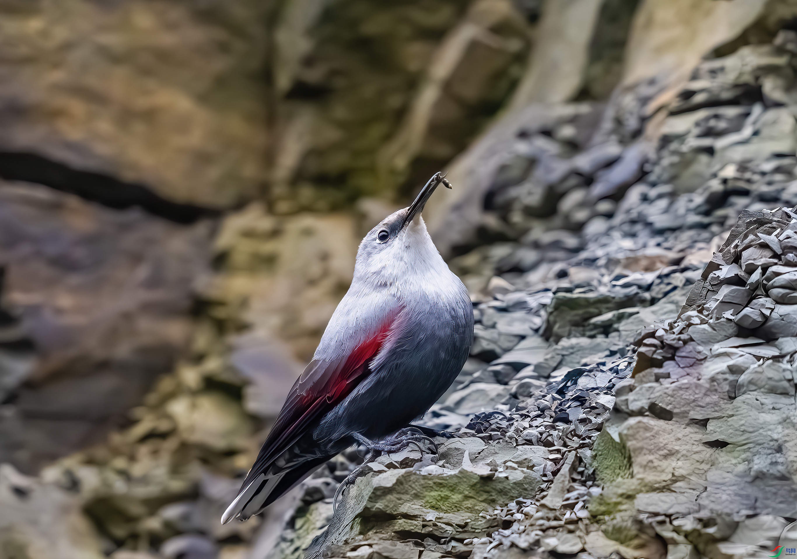 _DSC8985-����ǿ-NR_1.JPG