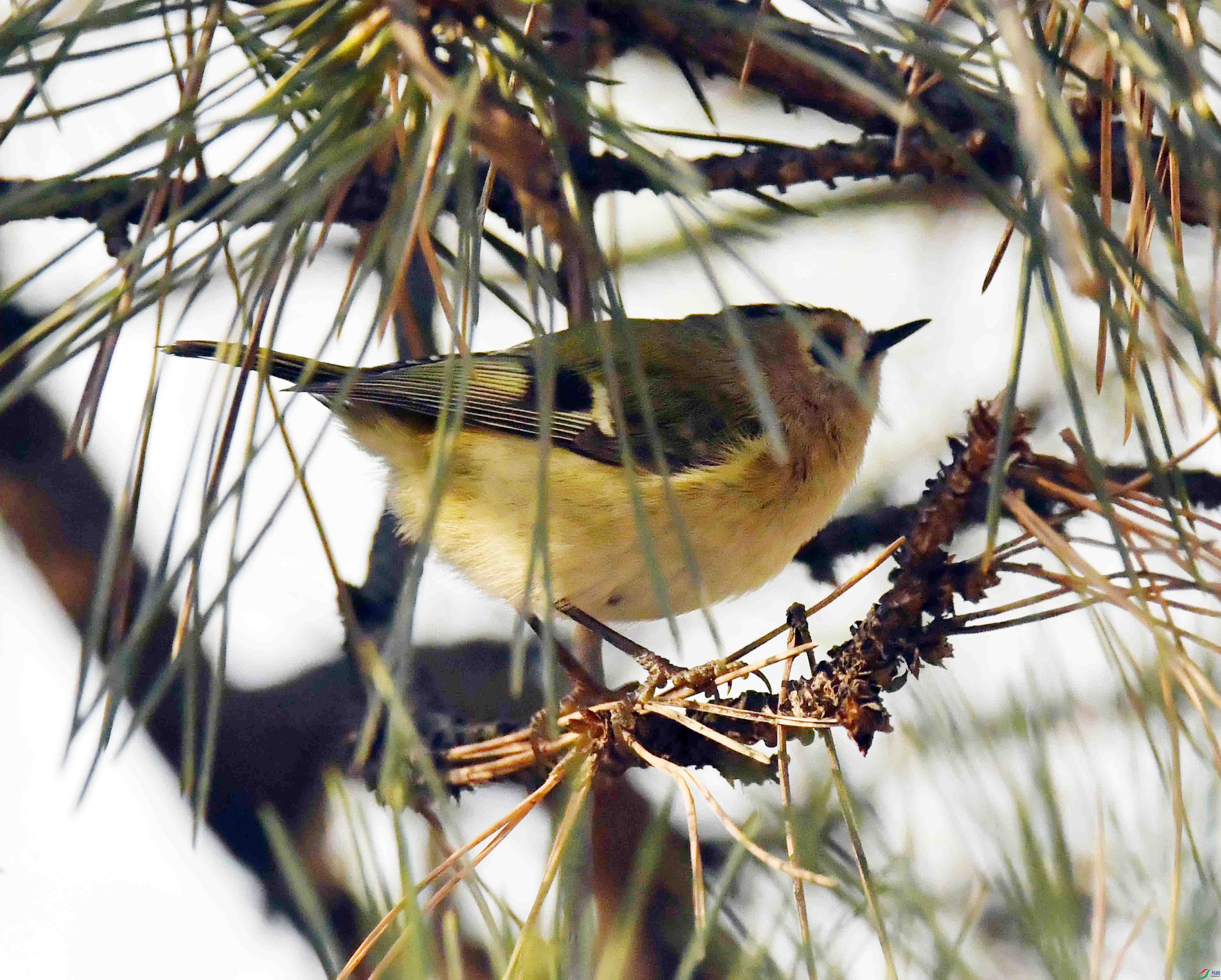 DSC_9505.JPG