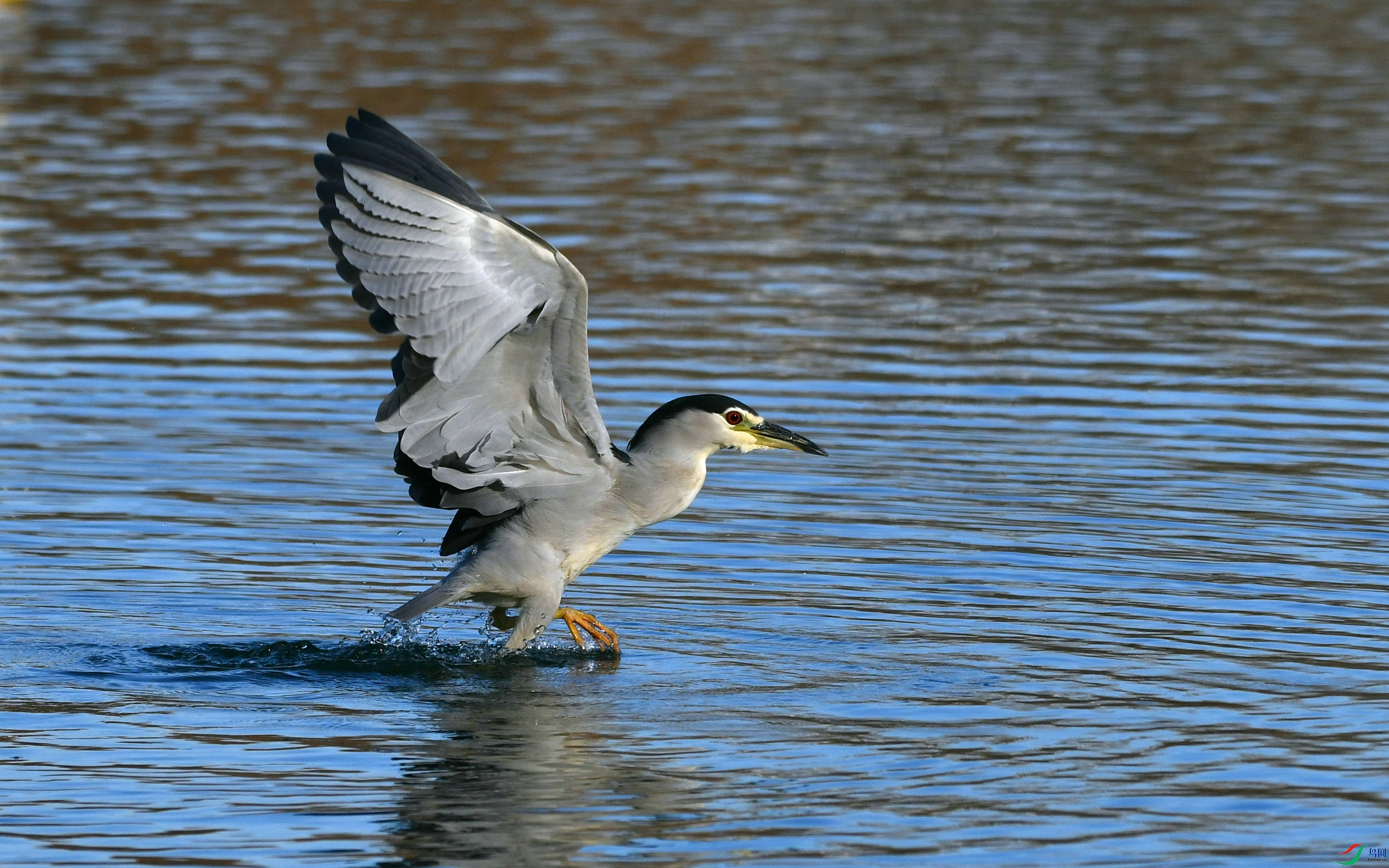 DSC_1098.JPG