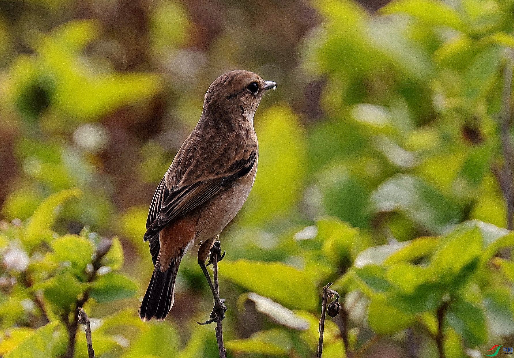 ���ܡ���żȻ�ĵ�