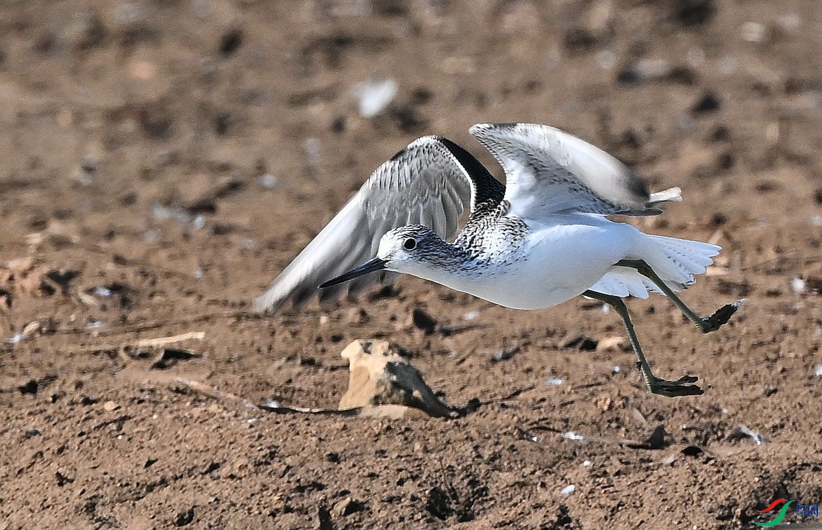 DSC_6601.JPG