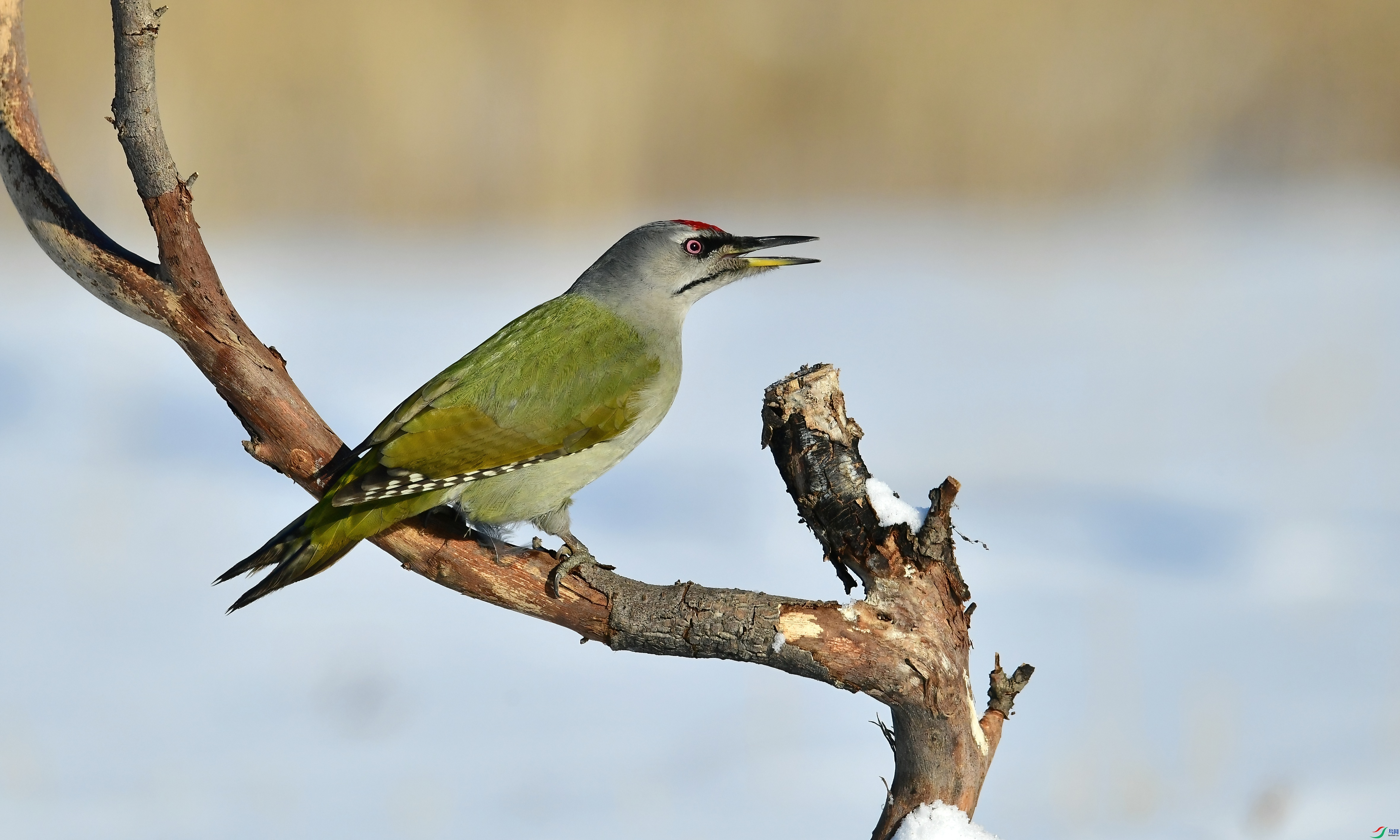 WZL_0244.jpg