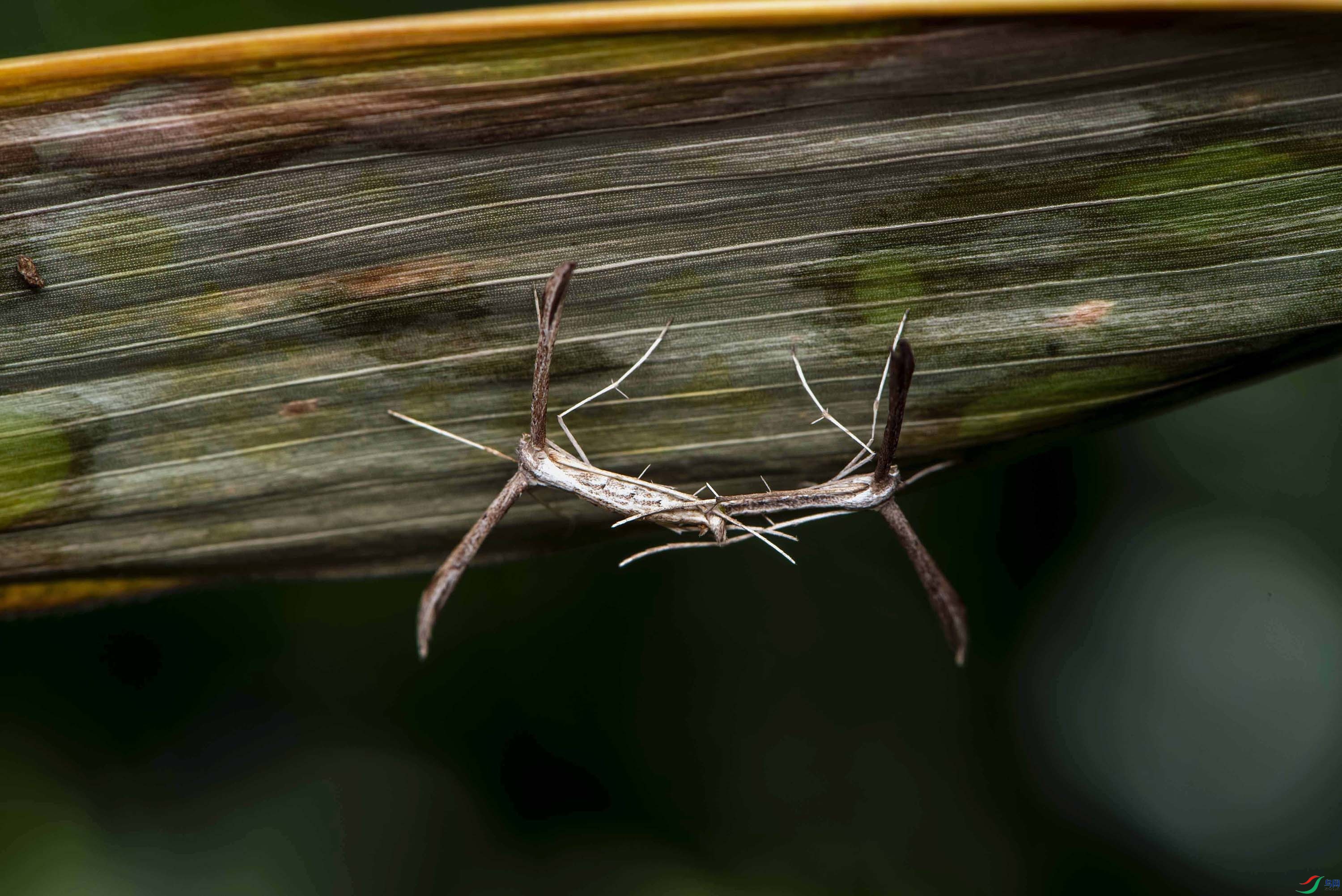 DSC_2642.jpg