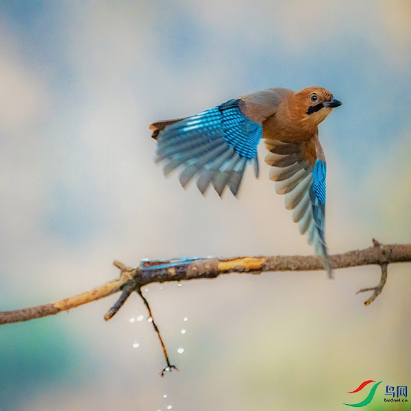 ��ѻ��ѧ����Garrulus glandarius�������������࣬����34�����֡��峤28-35���ס���̣�β������ë���ɳ��� ...