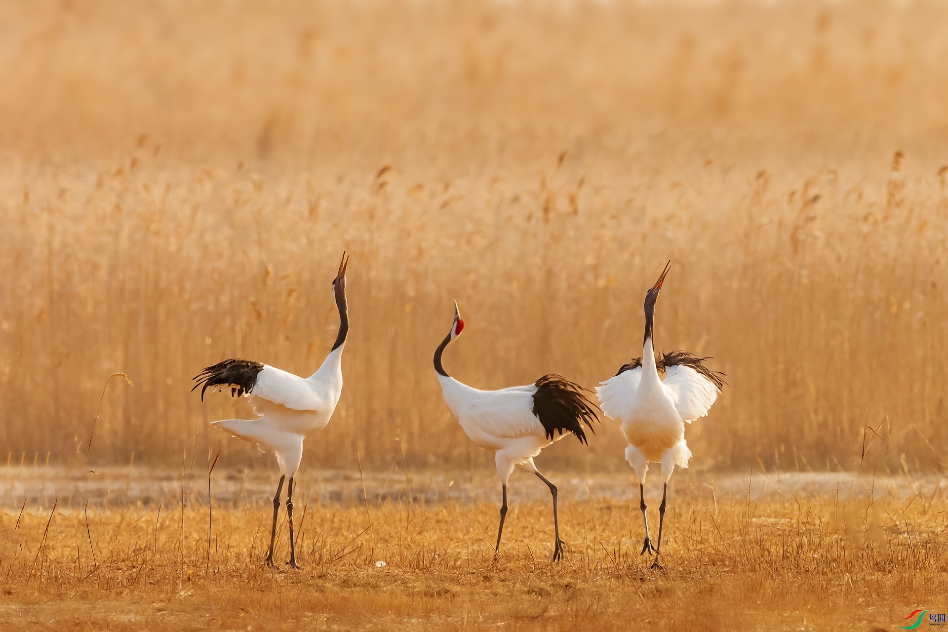 BE5I6336 (1)_1_1.jpg