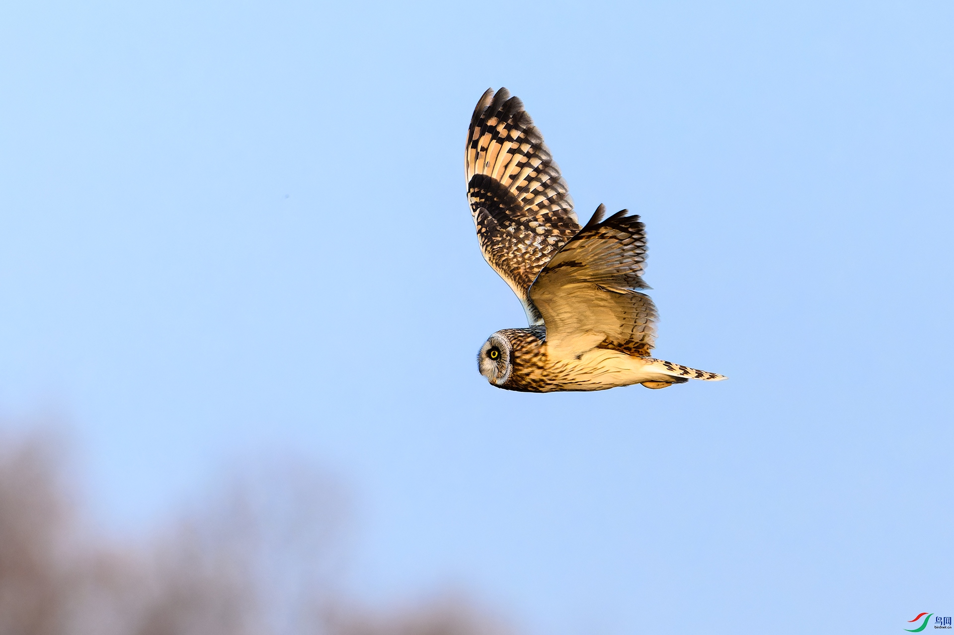 _DSC5931_DxO.jpg