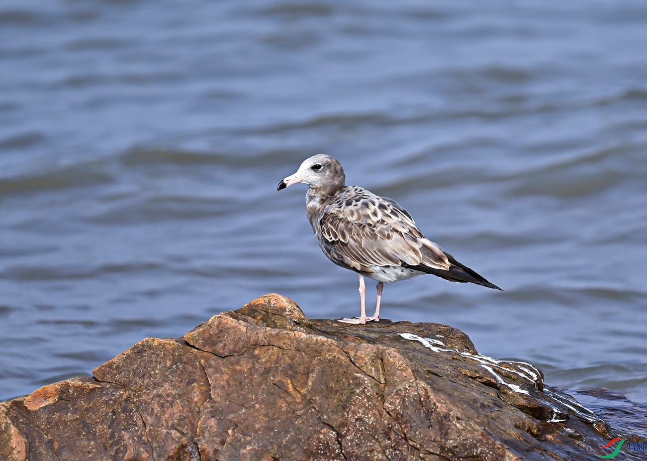 _DSC6588f.jpg