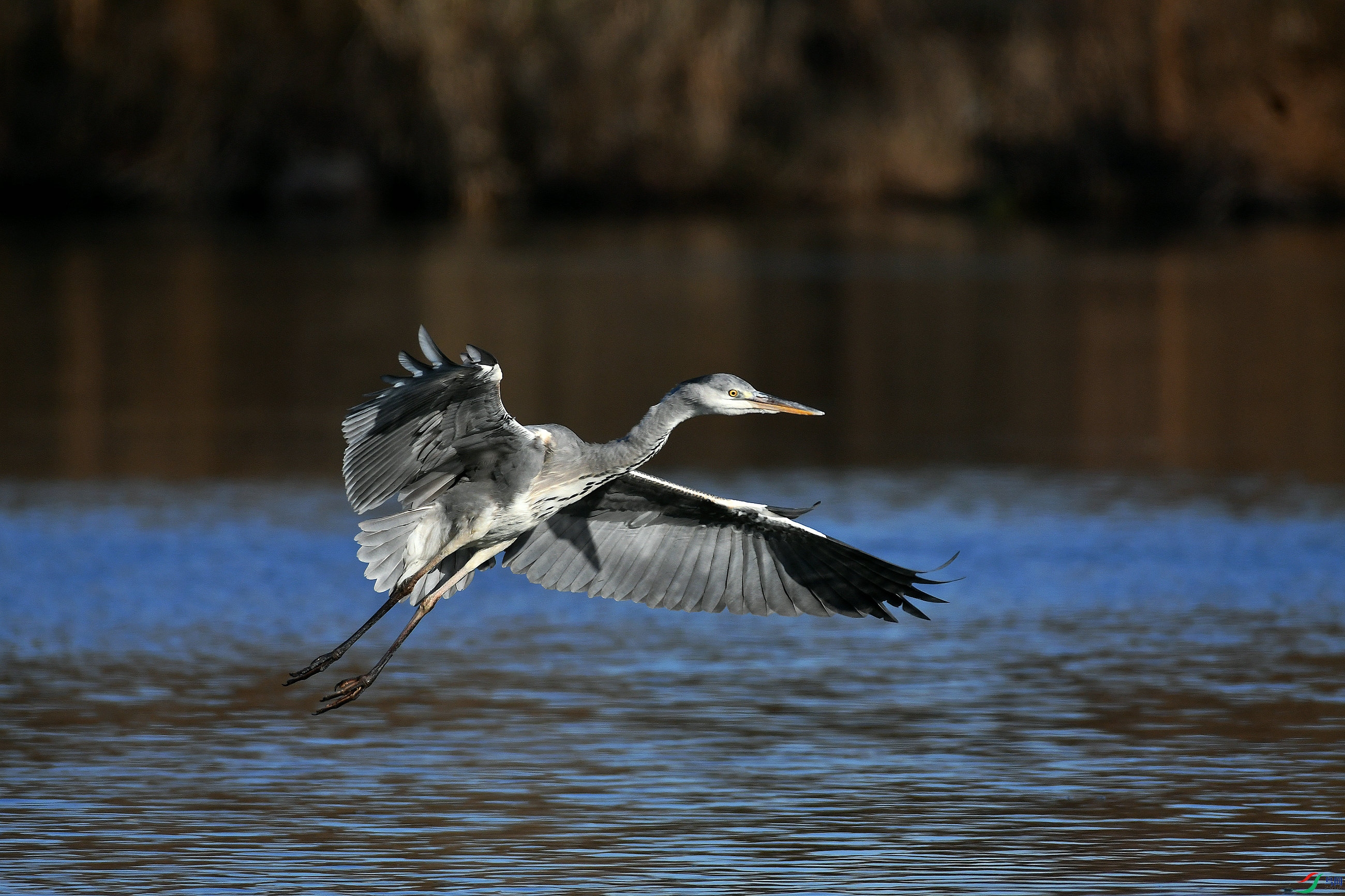 DSC_1153.JPG