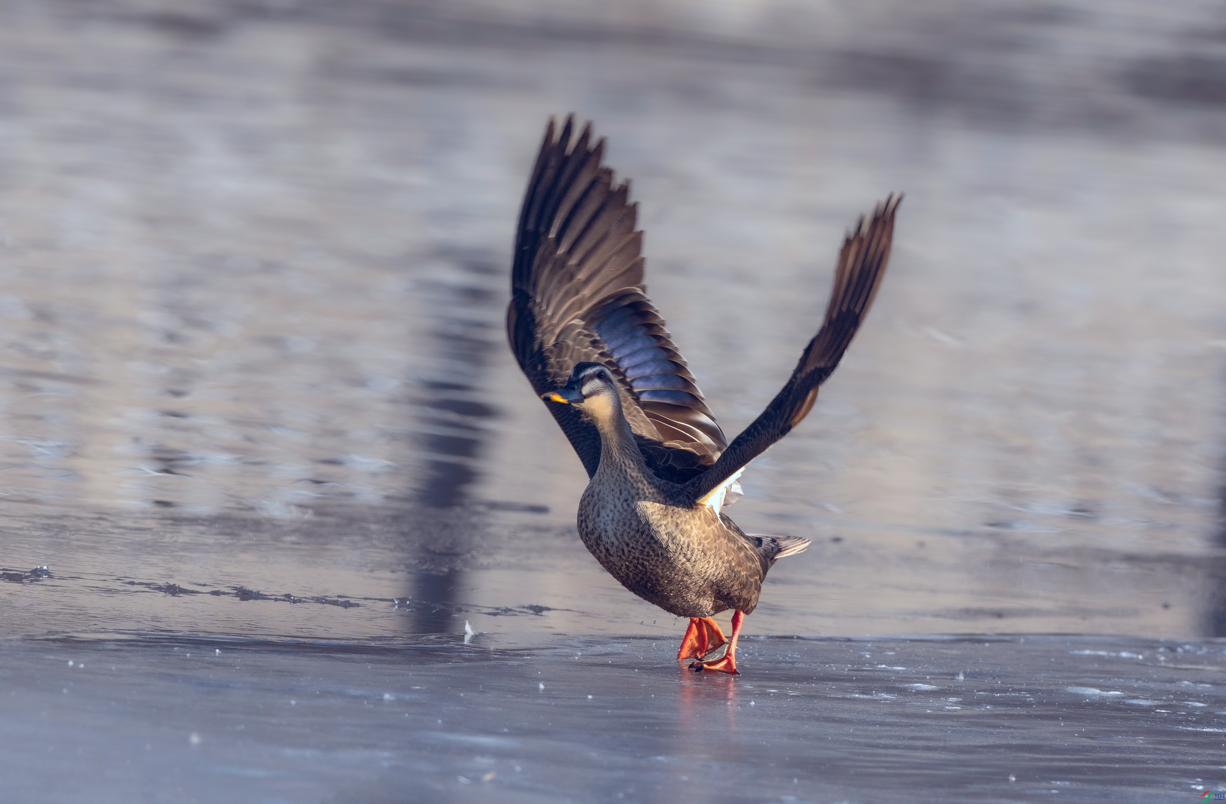 7X5A7227 - ����.jpg