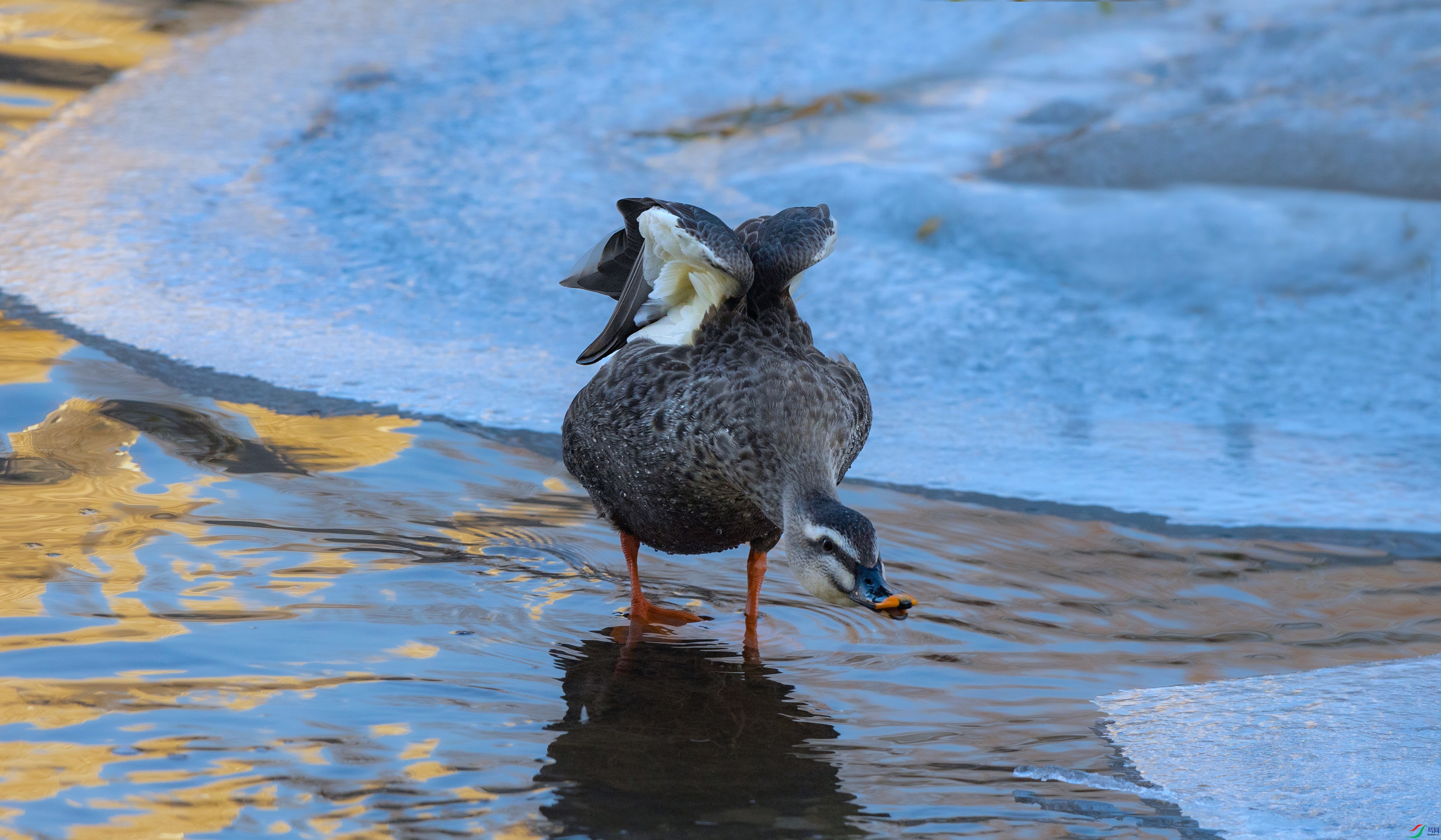 7X5A7548 - ����.jpg