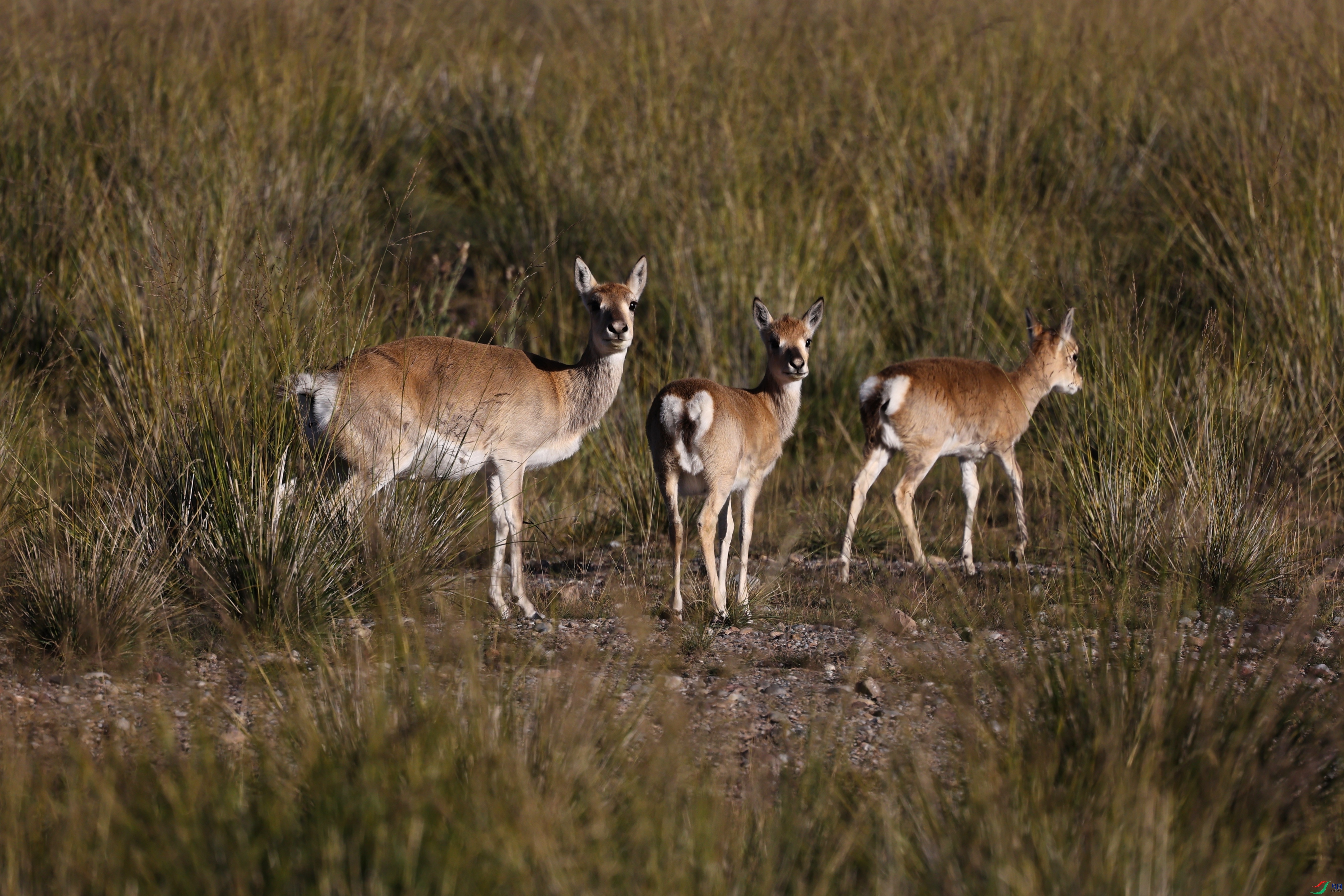 381A4357 - ����.JPG