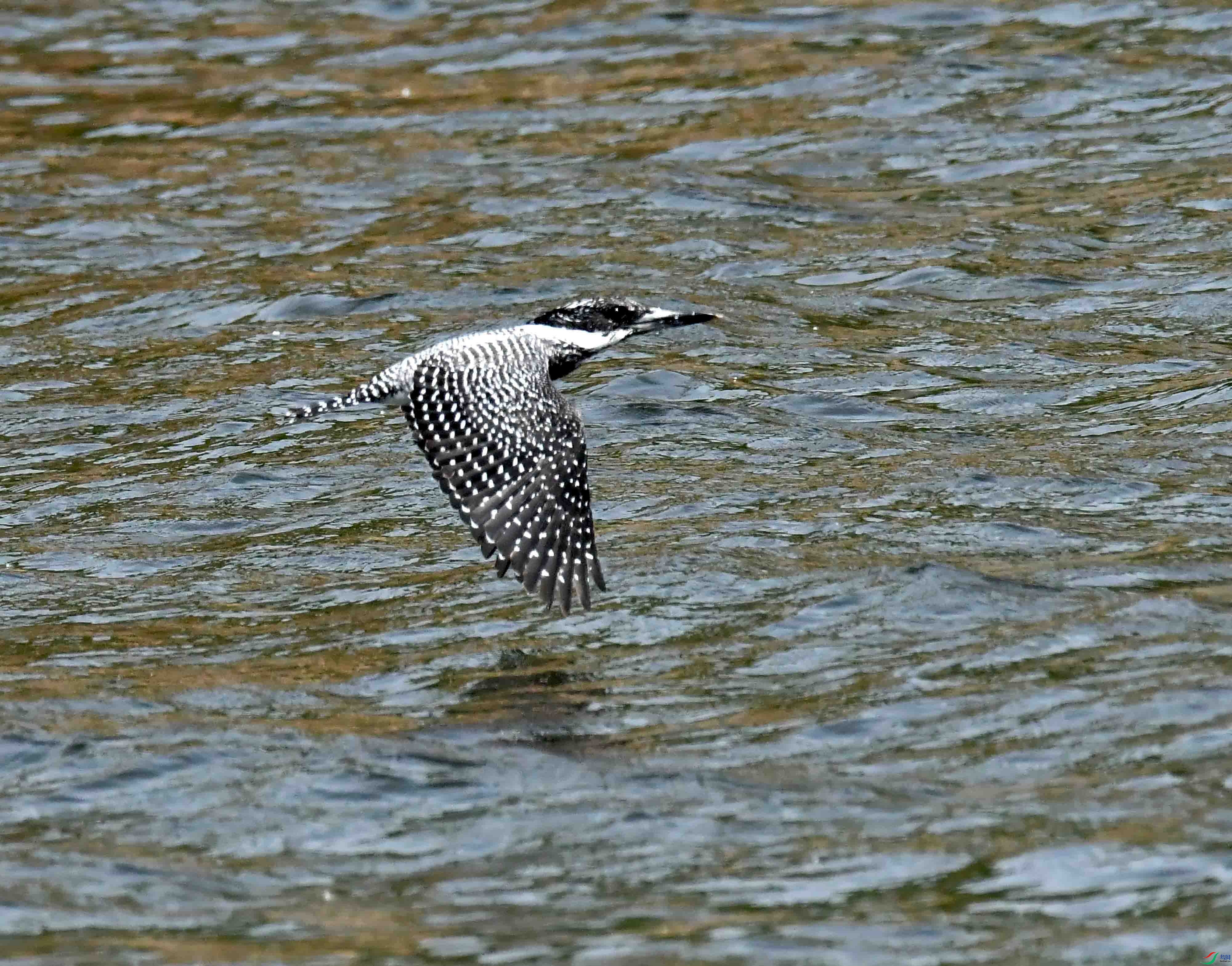 DSC_1748.JPG