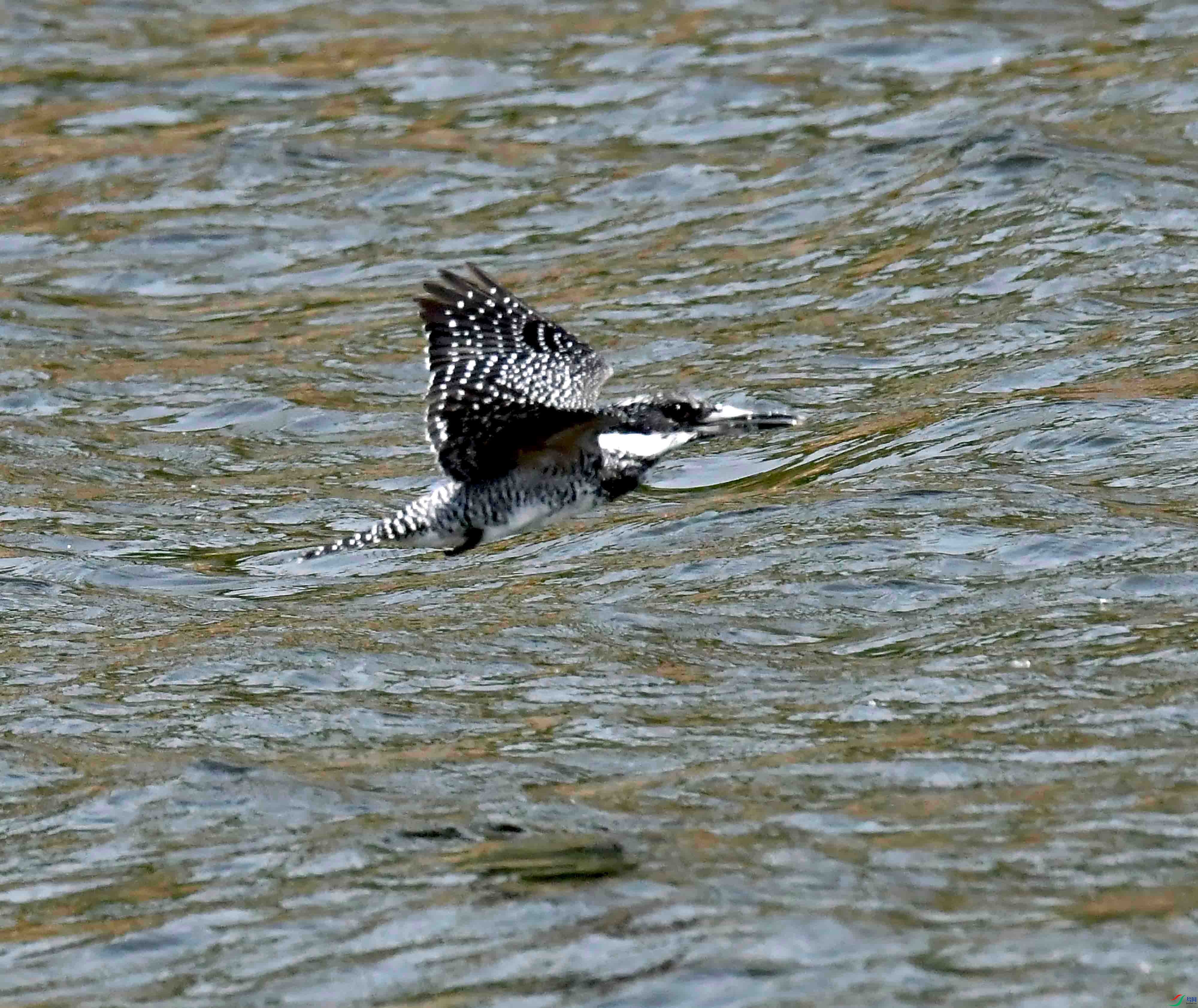DSC_1749.JPG
