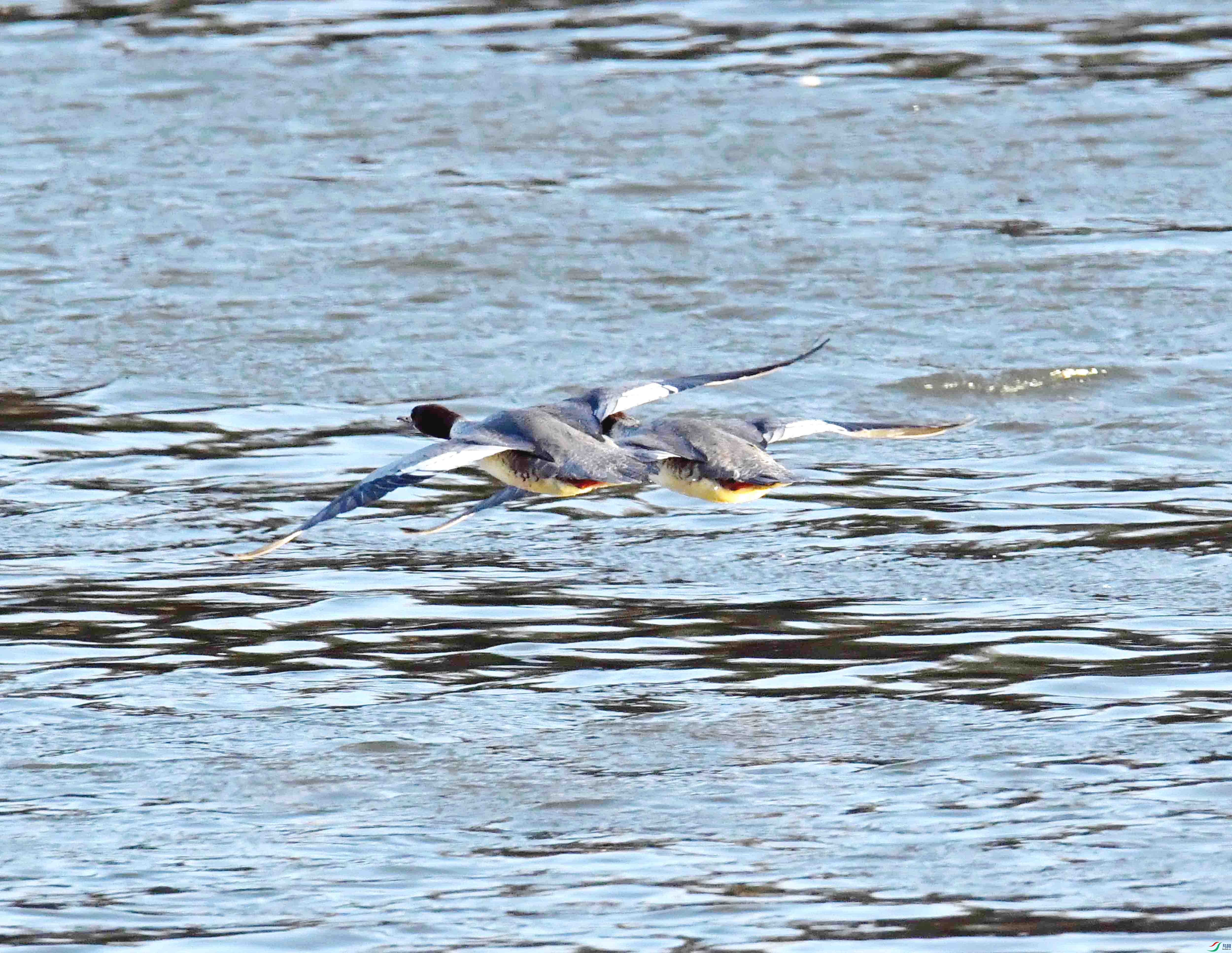 DSC_0101.JPG